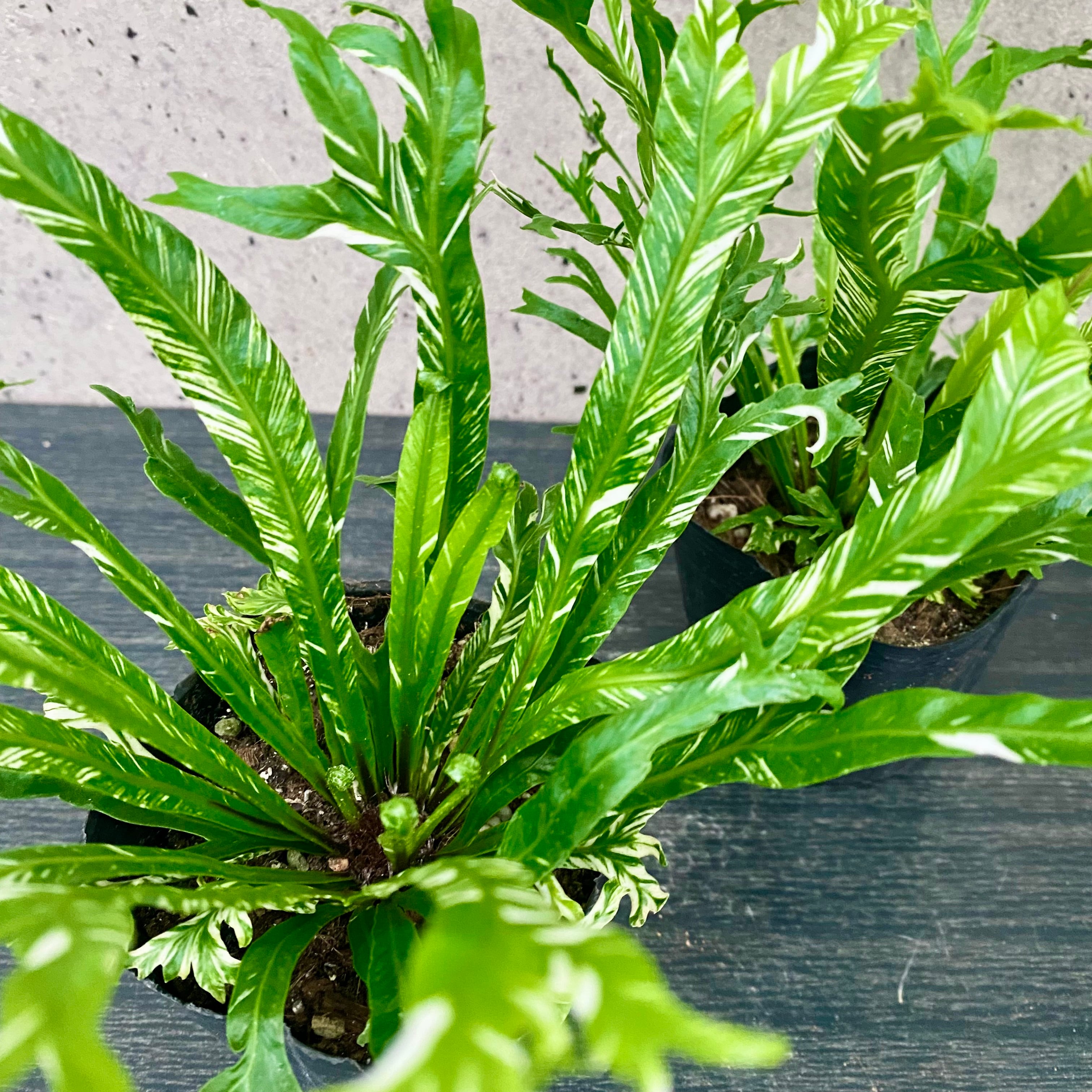 値下げ中です！大株です！逆さポット植え！フペルジア『Nummularifolia