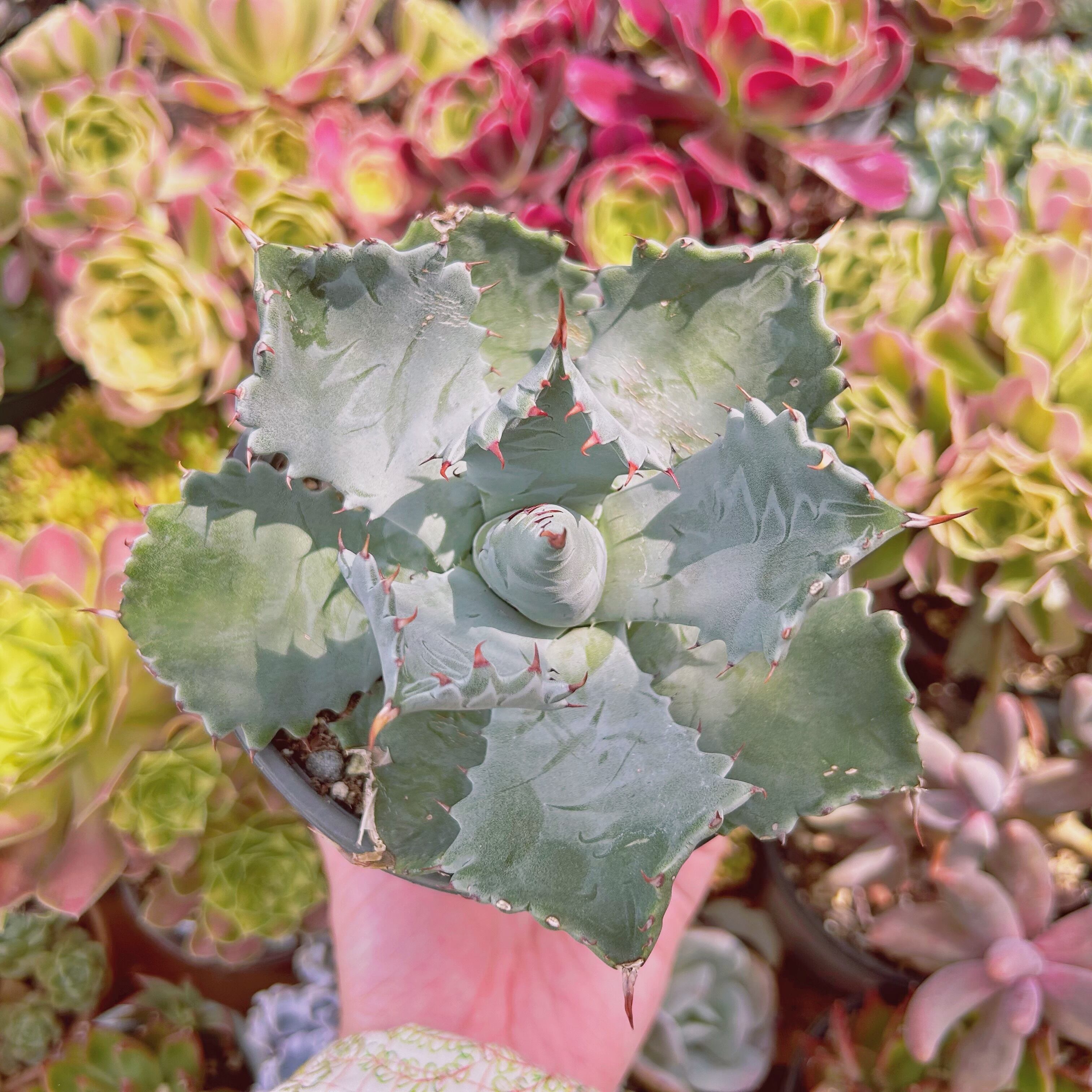 現物　多肉植物　吉祥冠錦　特大　抜き苗