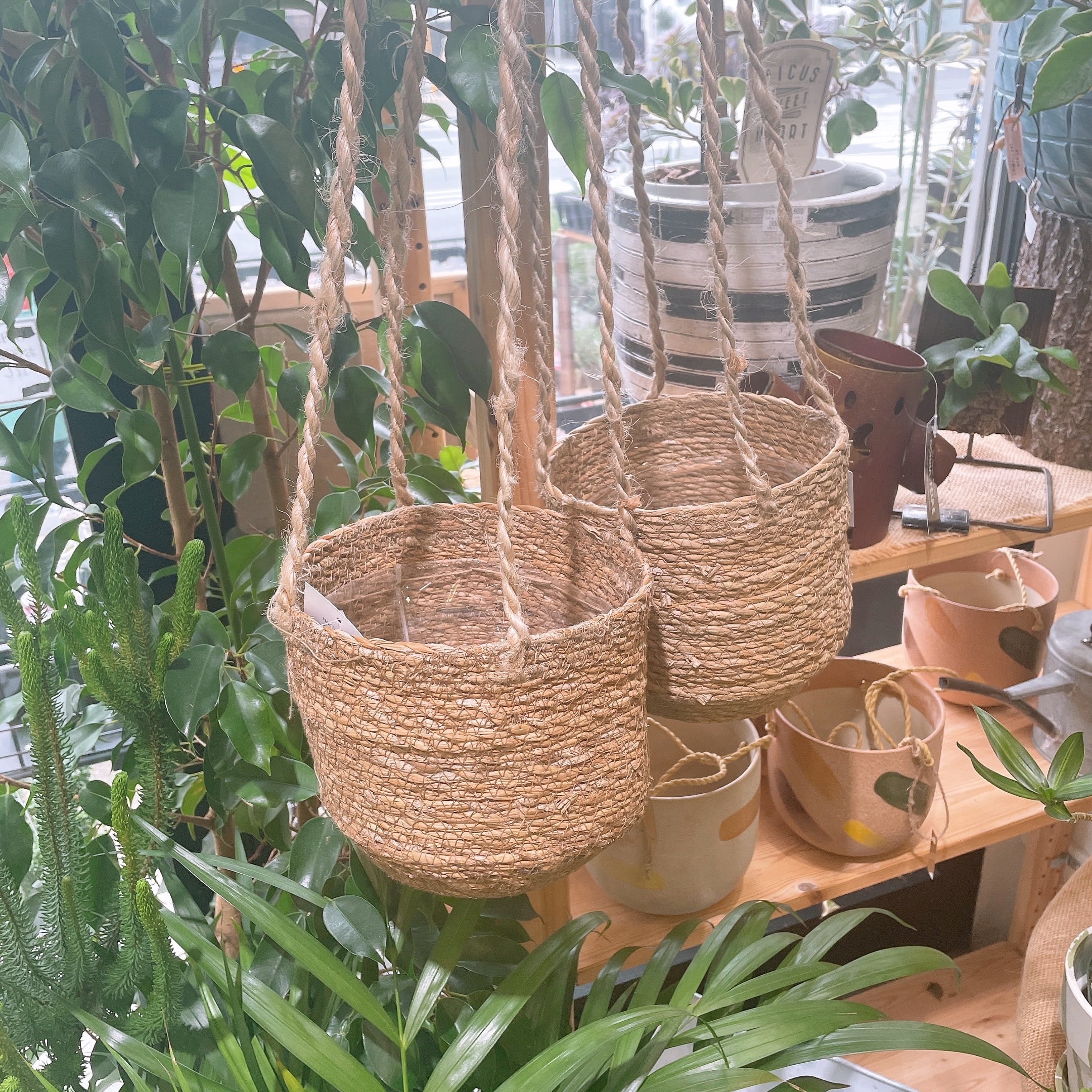 ハンギングバスケット(5号サイズ) | Gardenえん ネットショップ【観葉