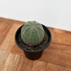 Euphorbia obesa【ユーフォルビア・オベサ・♀】