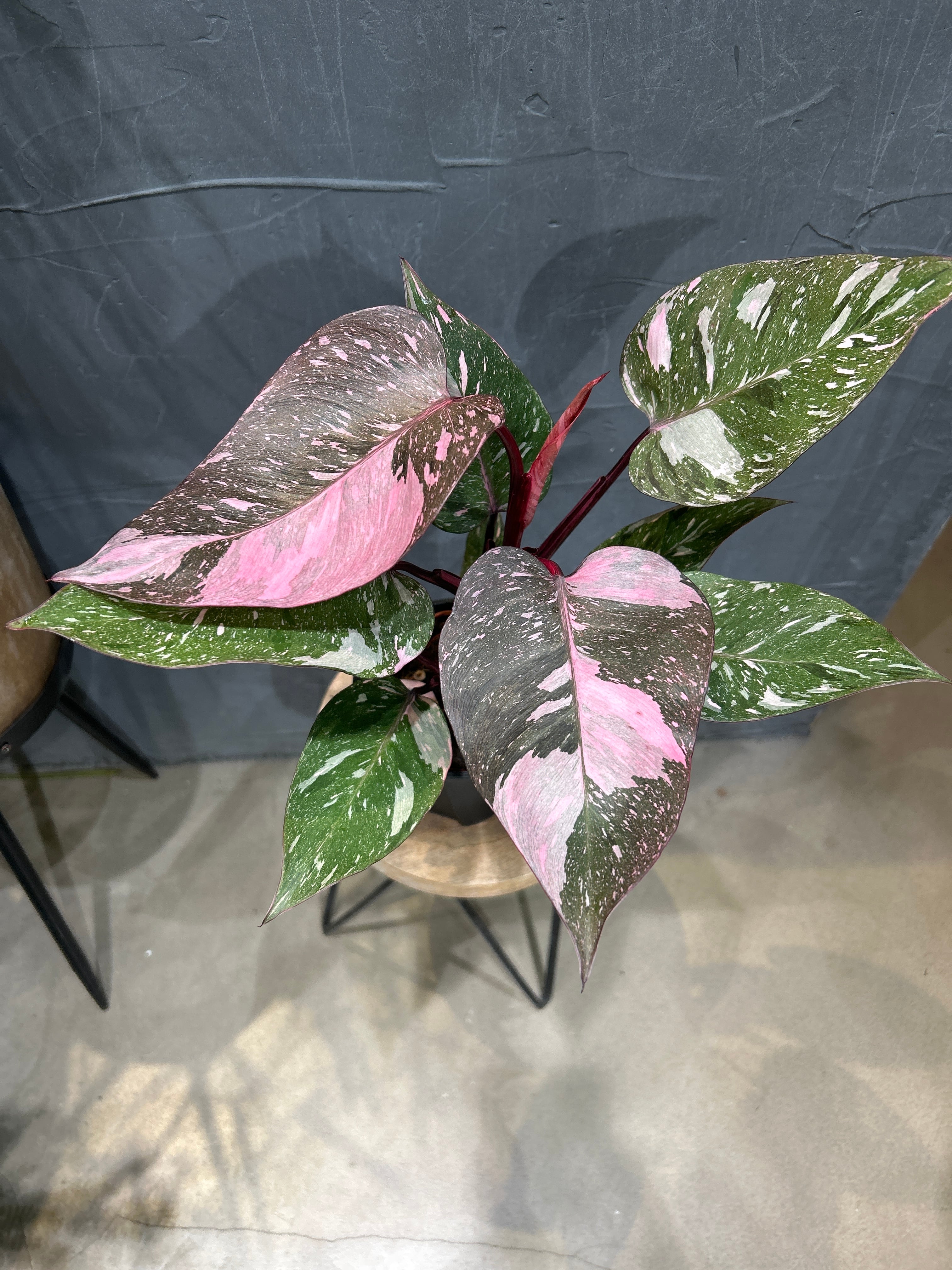 S80 スキンダプサス スーパースター | MIDORIYA 観葉植物専門店
