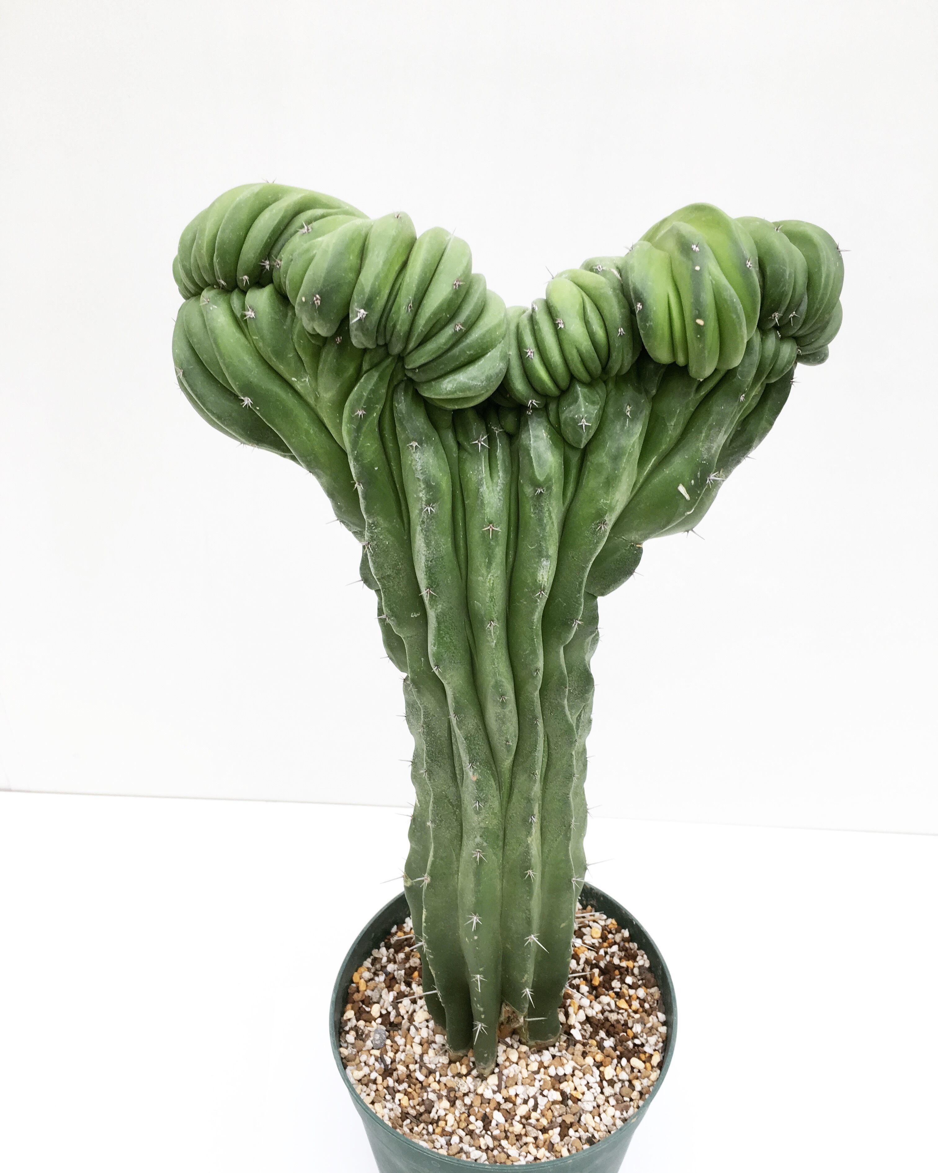 仙人閣 綴化 サボテン ✾ Myrtillocactus