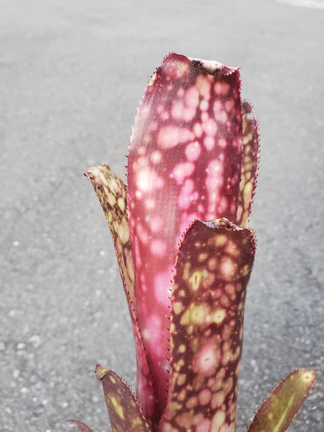 Billbergia Hybrid 【artPLANTs】Billbergia/ビルベルギア/タンク