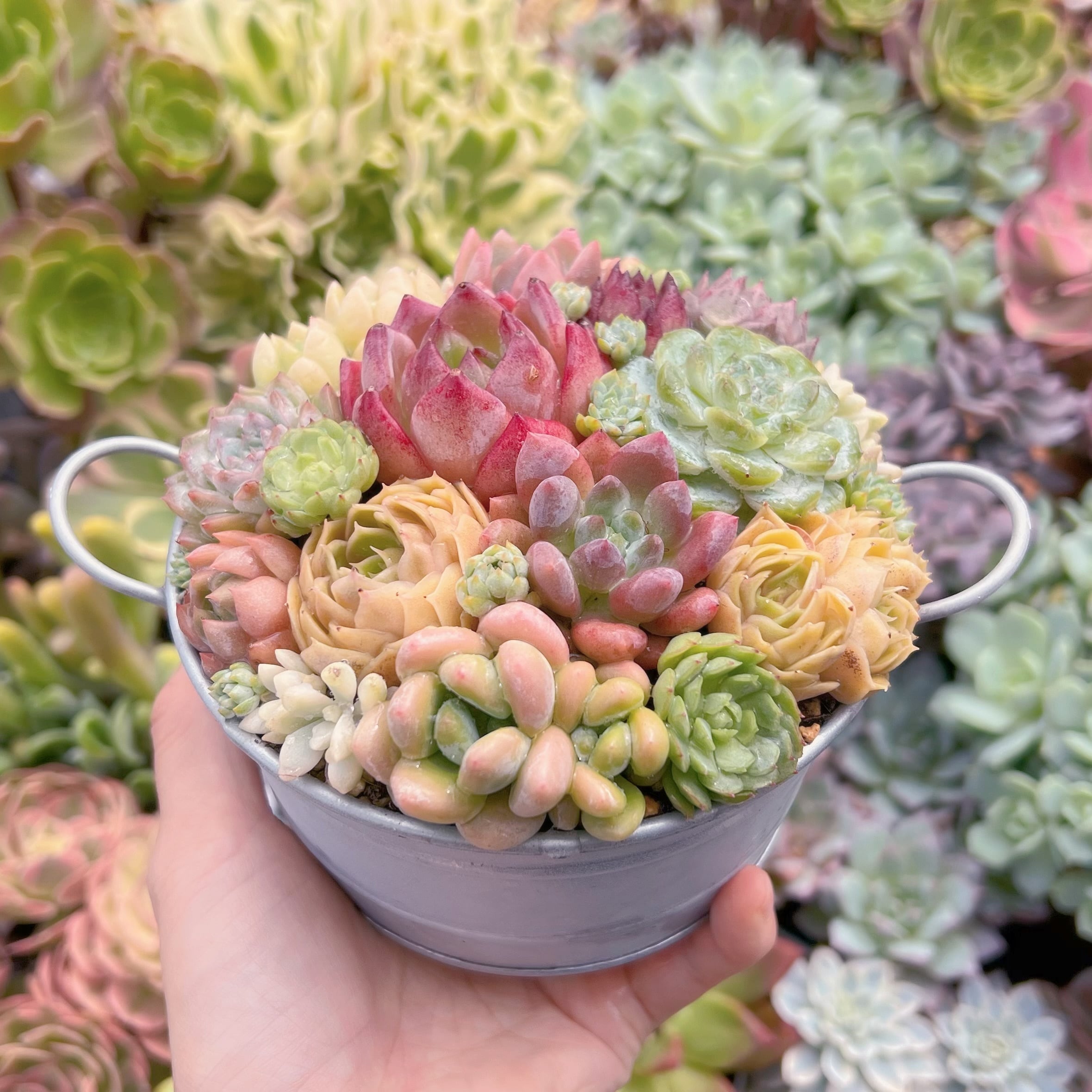 現物 寄せ植え鍋セット#690 るる農園 | るる農園~多肉植物専門