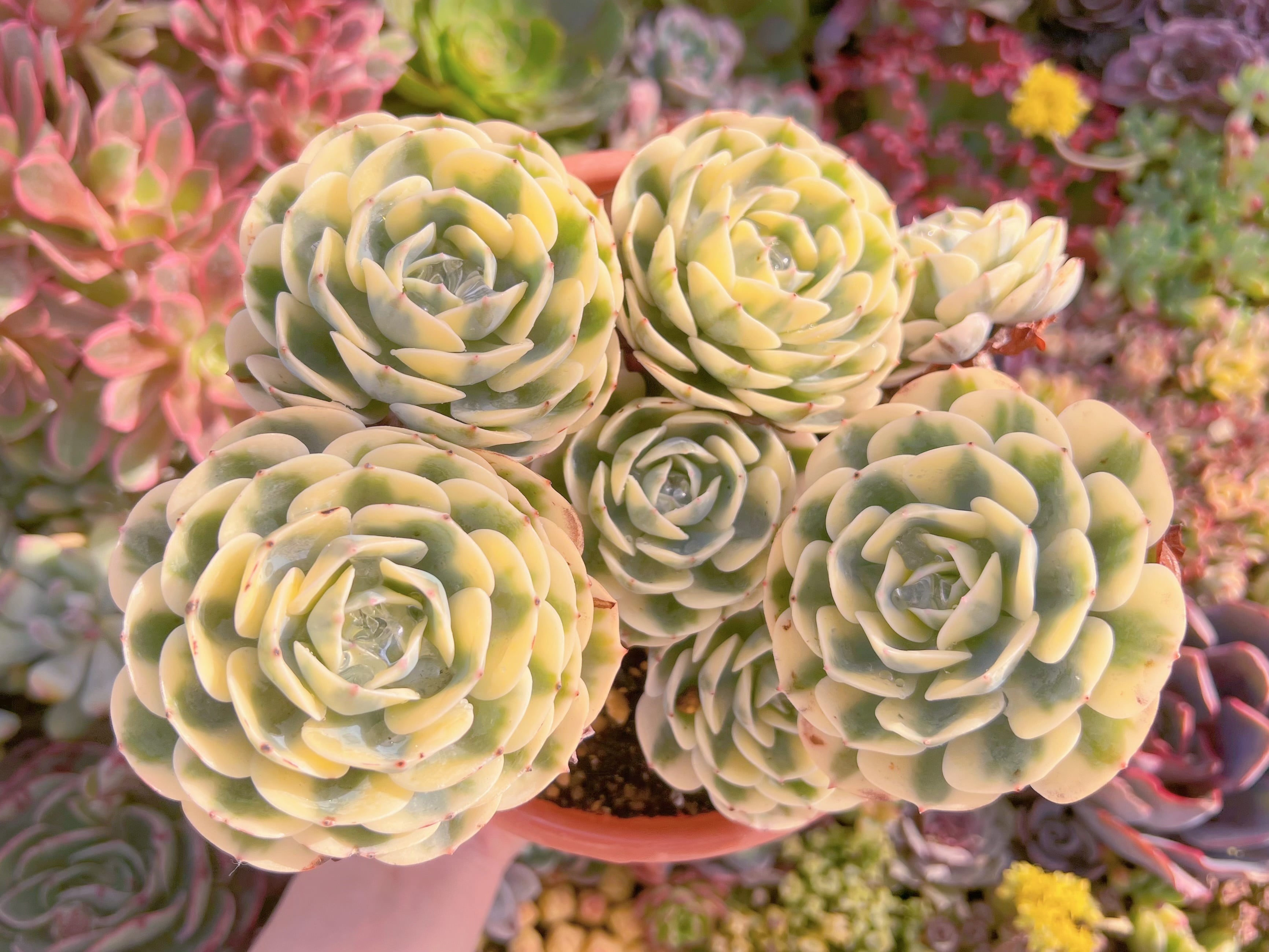 現品　ルノーディン#784　特大群生　るる農園