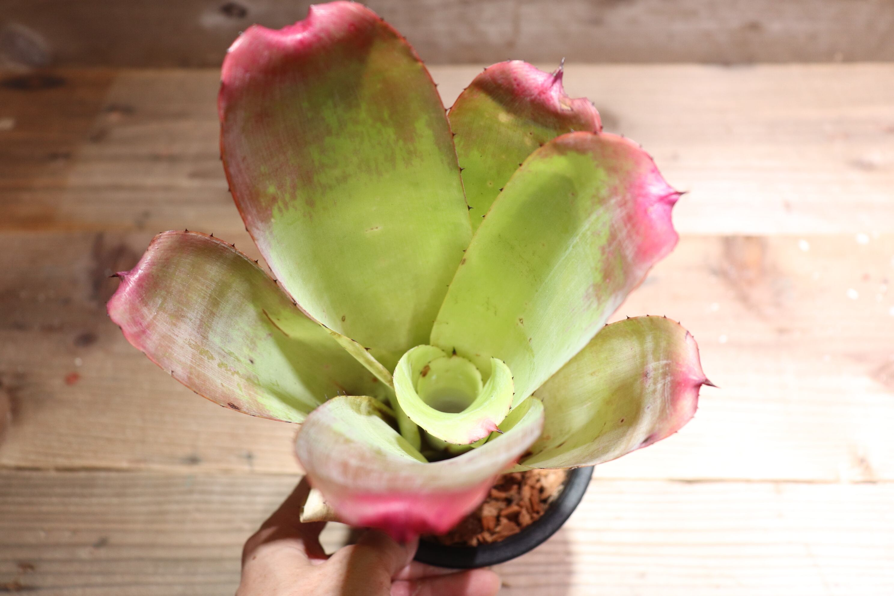 送料無料】Billbergia 'Simply Irresistible'〔ビルベルギア〕現品発送