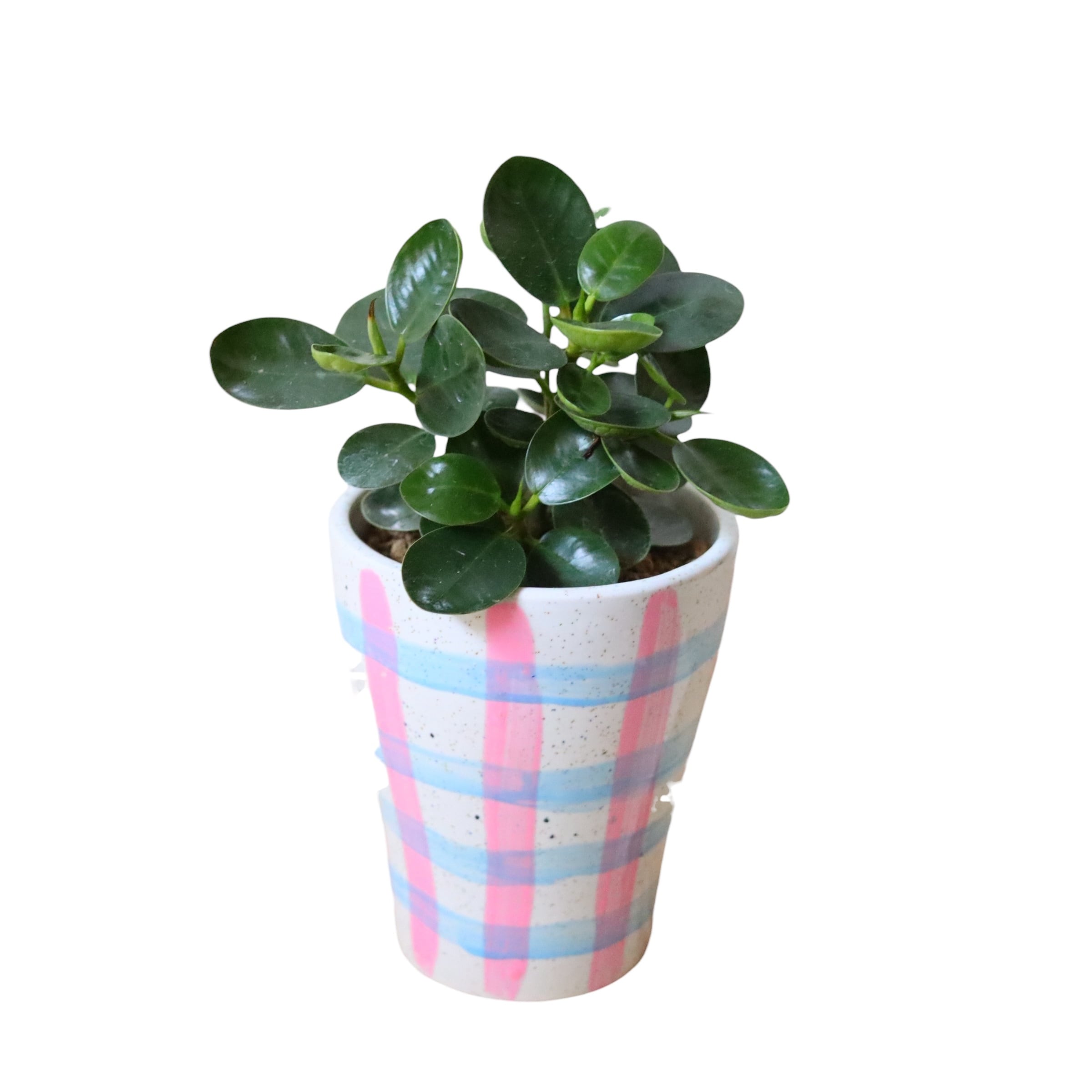 パンダガジュマル(25cm)