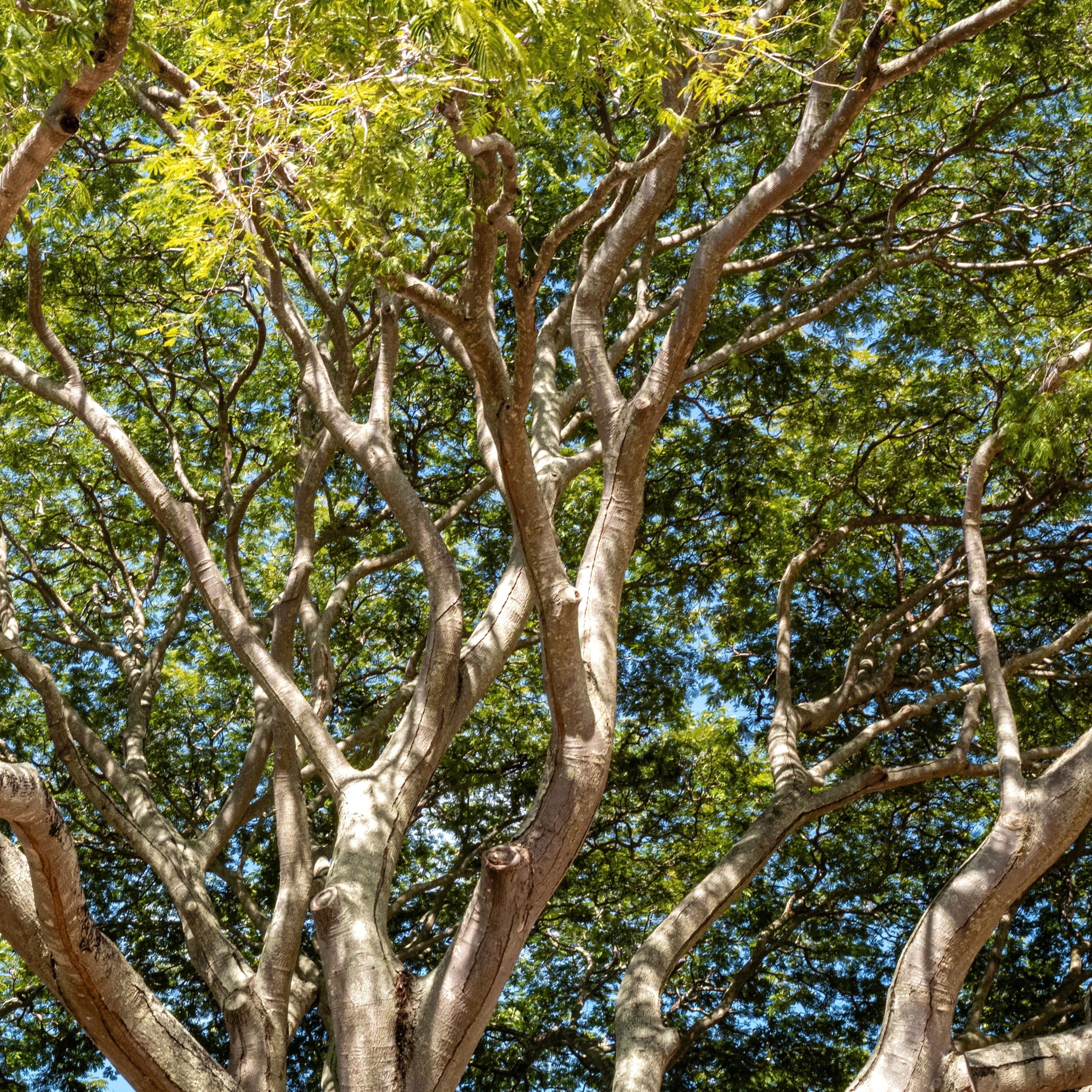 お取り寄せ｜サンダルウッド(Santalum austrocaledonicum) 南太平洋