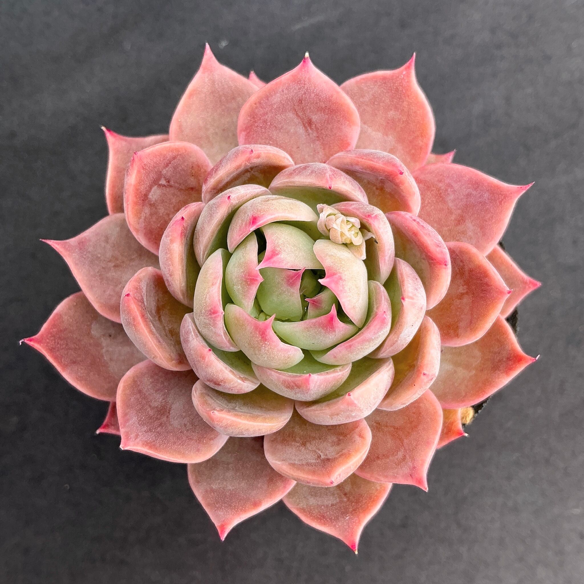 コロラータ×ヒアリナ① | 多肉アン