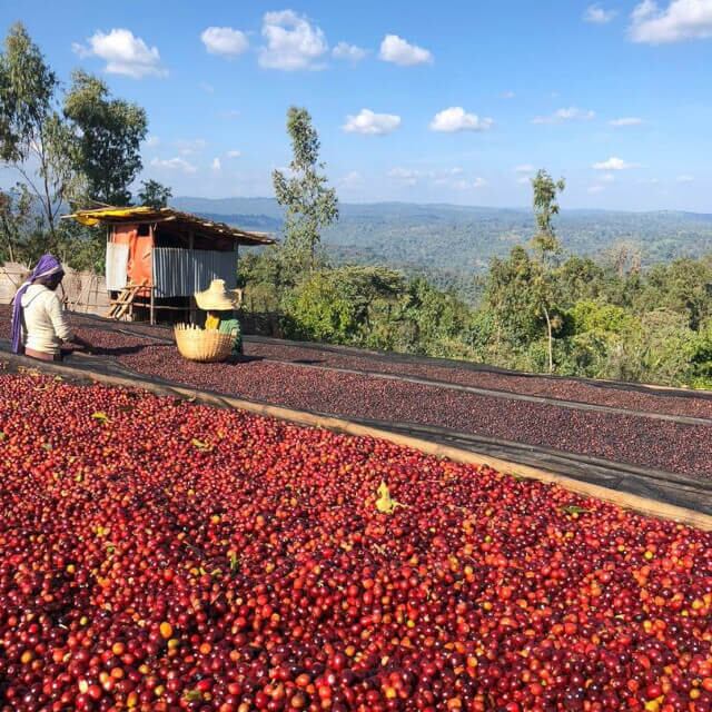 ◾️エチオピア　グジG-1　ウラガ　タベ・ブルカ　ウォッシュド　１５０g