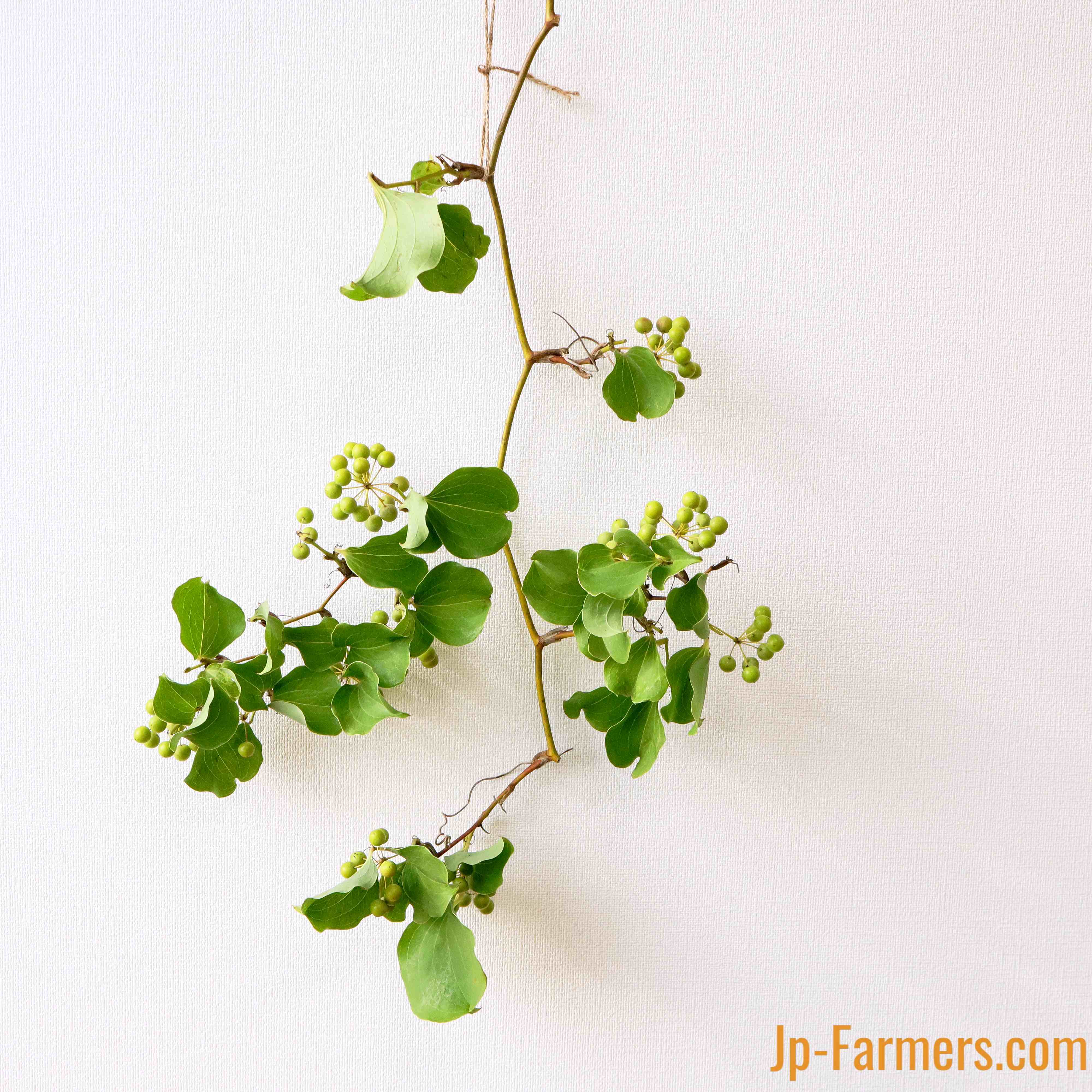 カワイイフレッシュグリーン 棘のないサンキライ 富士伊豆農協 | 新鮮