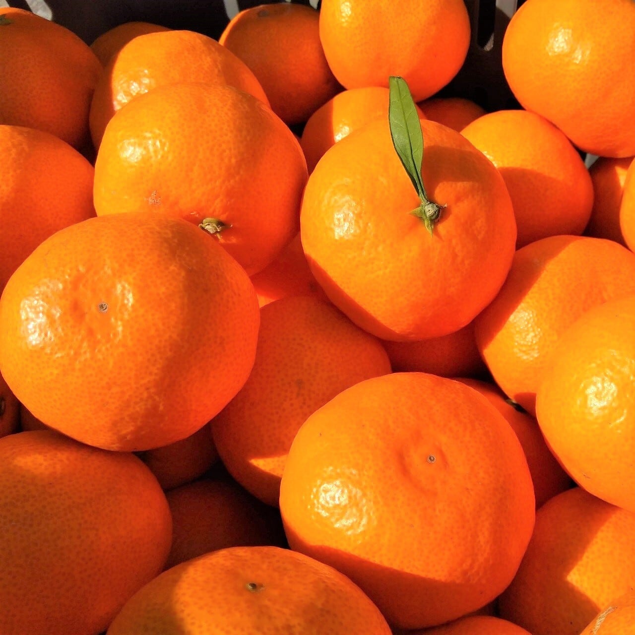 柑橘の教科書」+温州みかん 10kg | 柑橘ソムリエ公式オンラインショップ