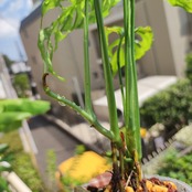 【実生】モンステラ オブリクア ペルー / Monstera Obliqua Peru③