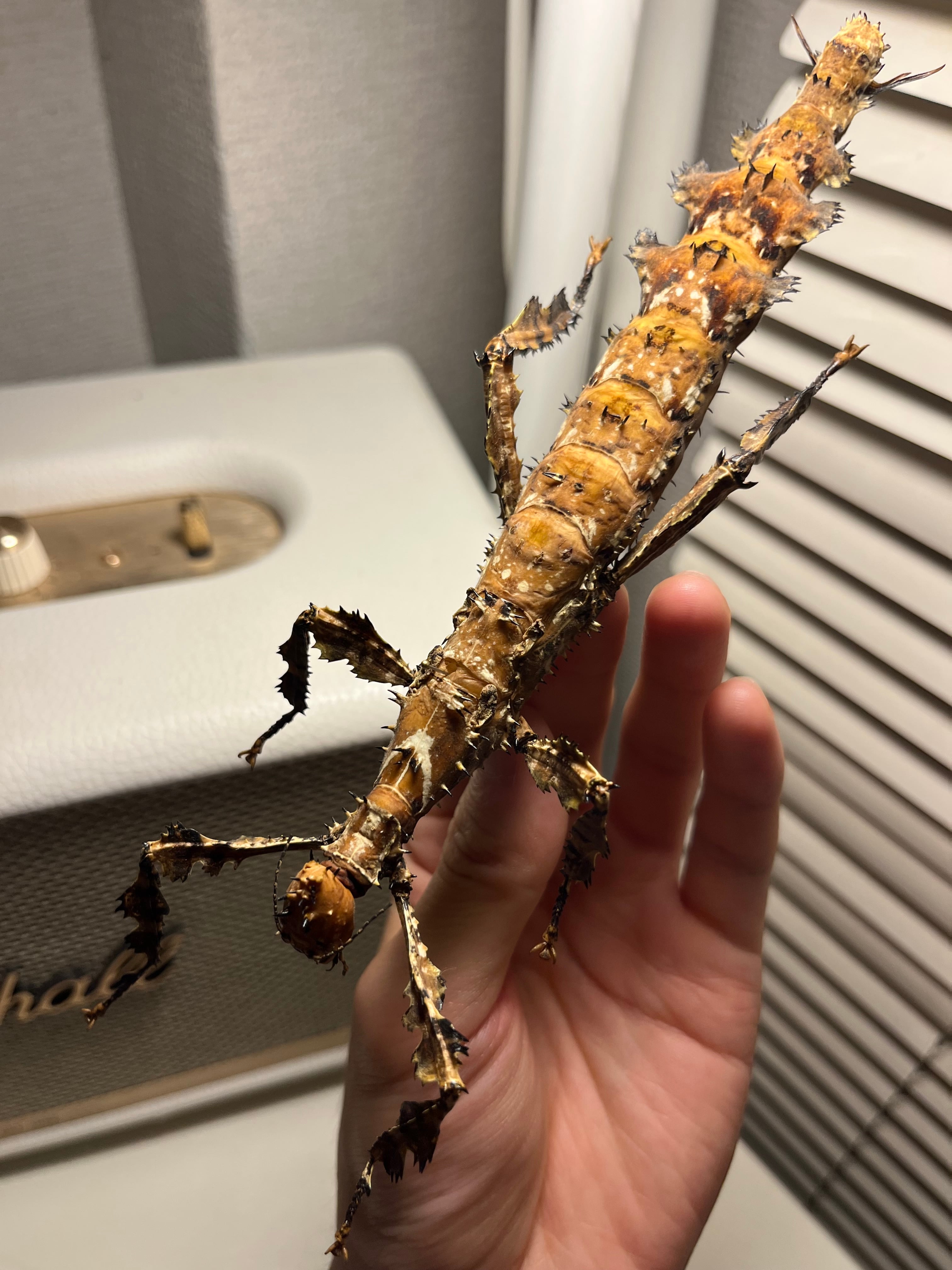 極BIG】ユウレイヒレアシナナフシの昆虫標本 Extatosoma popa