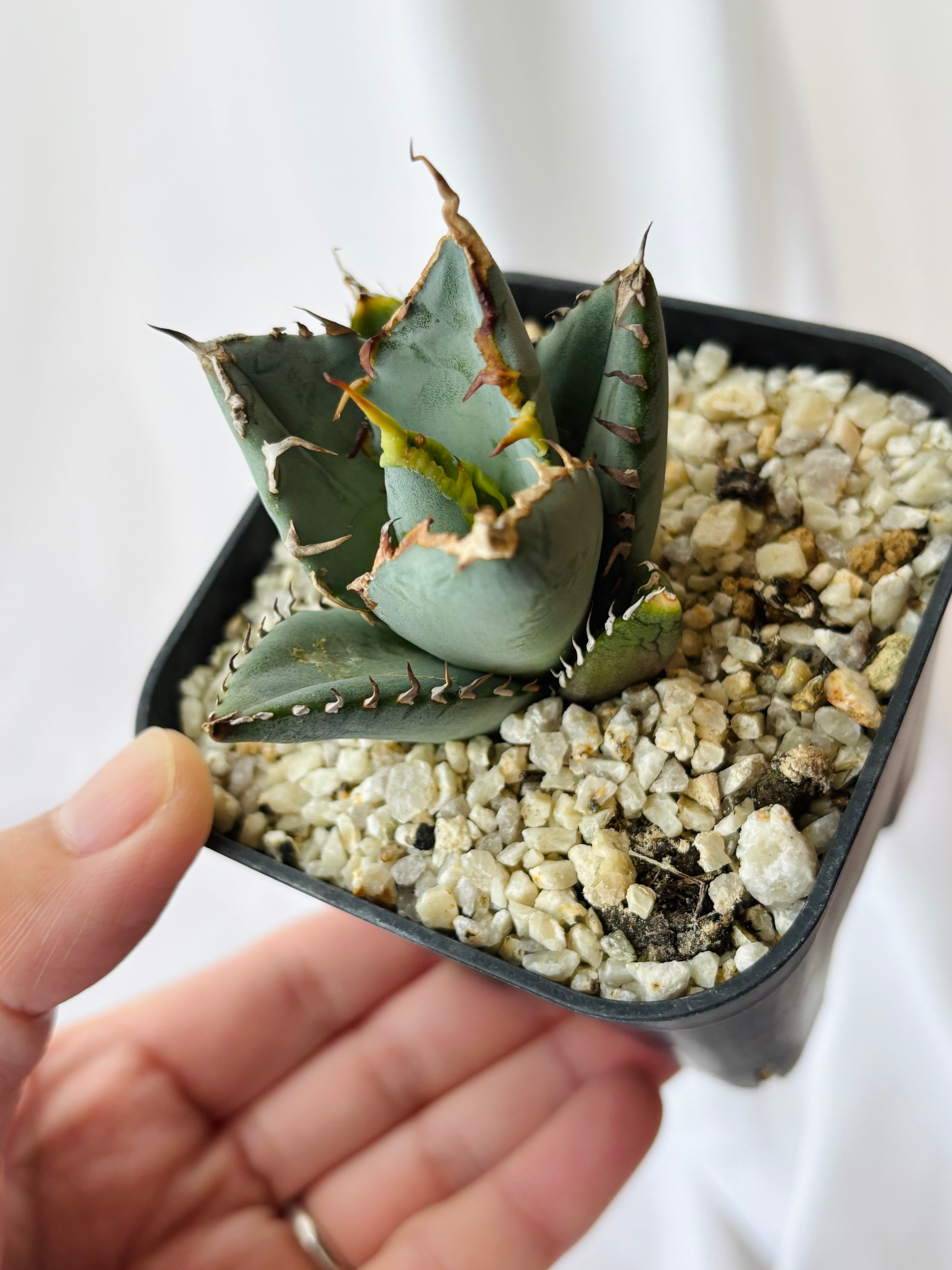 80株以上‼️アガベ　チタノタ　オテロイ　実生 オテロイ実生 アガベ チタノタ オアハカ アガベ チタノタ