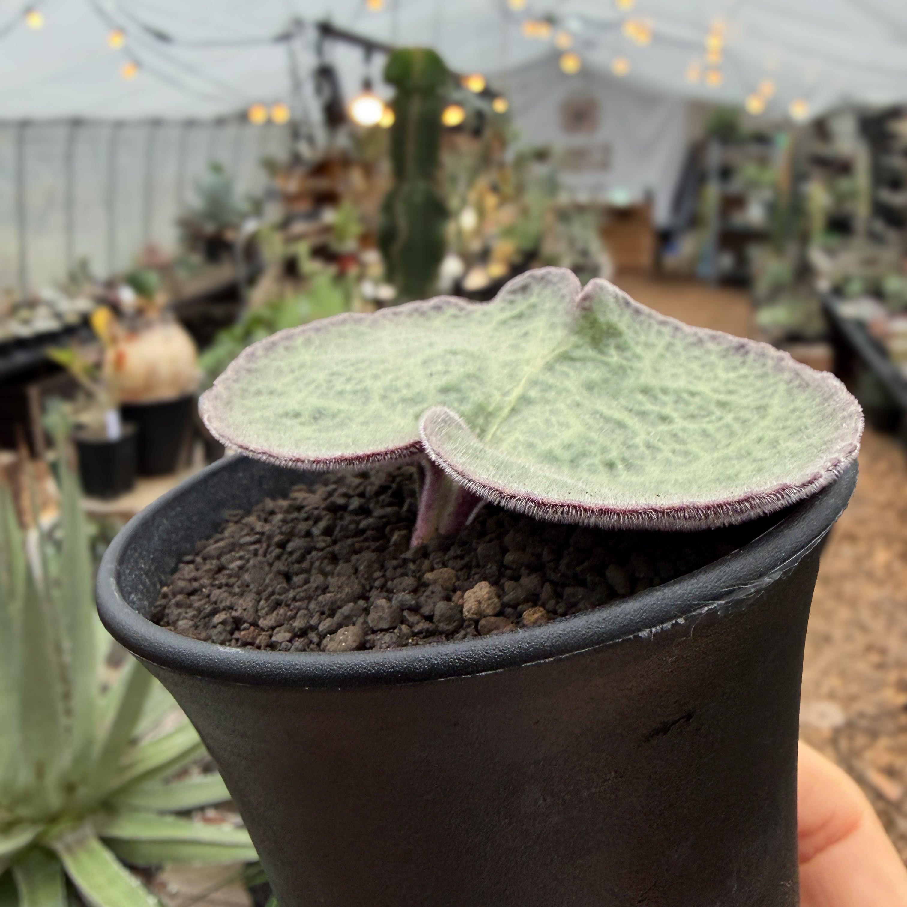 チレコドン　シンギュラリス　シングラリス　休眠中 isla del pescado - Tylecodon singularis-チレコドン・シングラリス