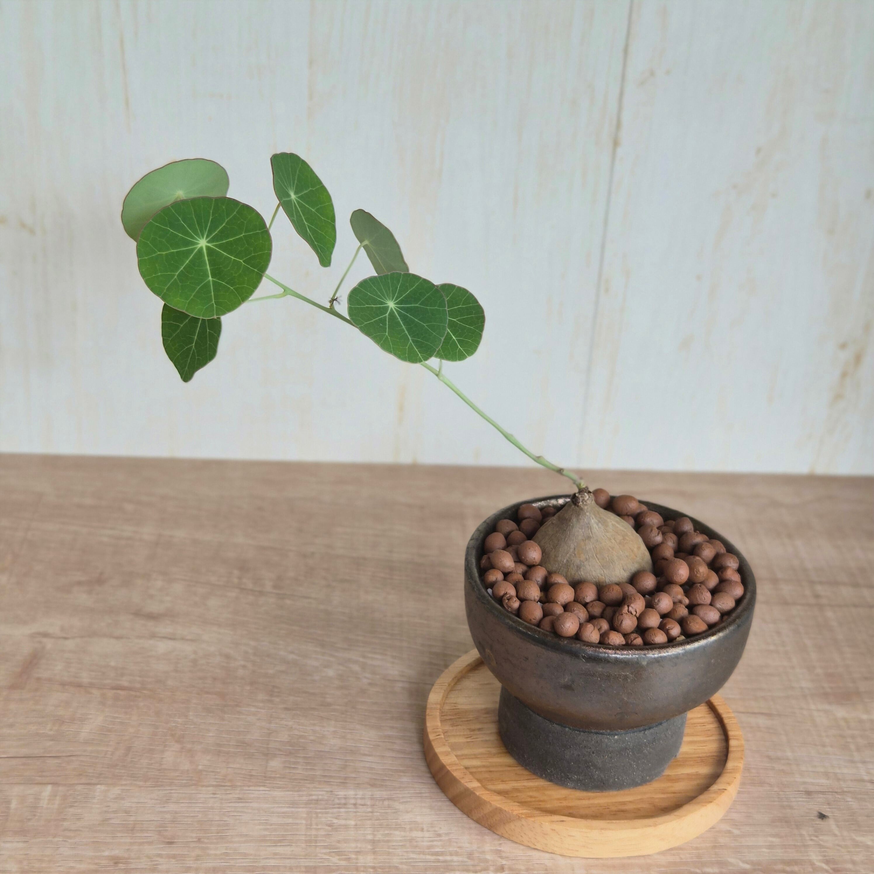 現物〚ステファニア エレクタ〛Stephania Erecta / ステファニアピエレイ塊根植物 コーデックス 発芽済