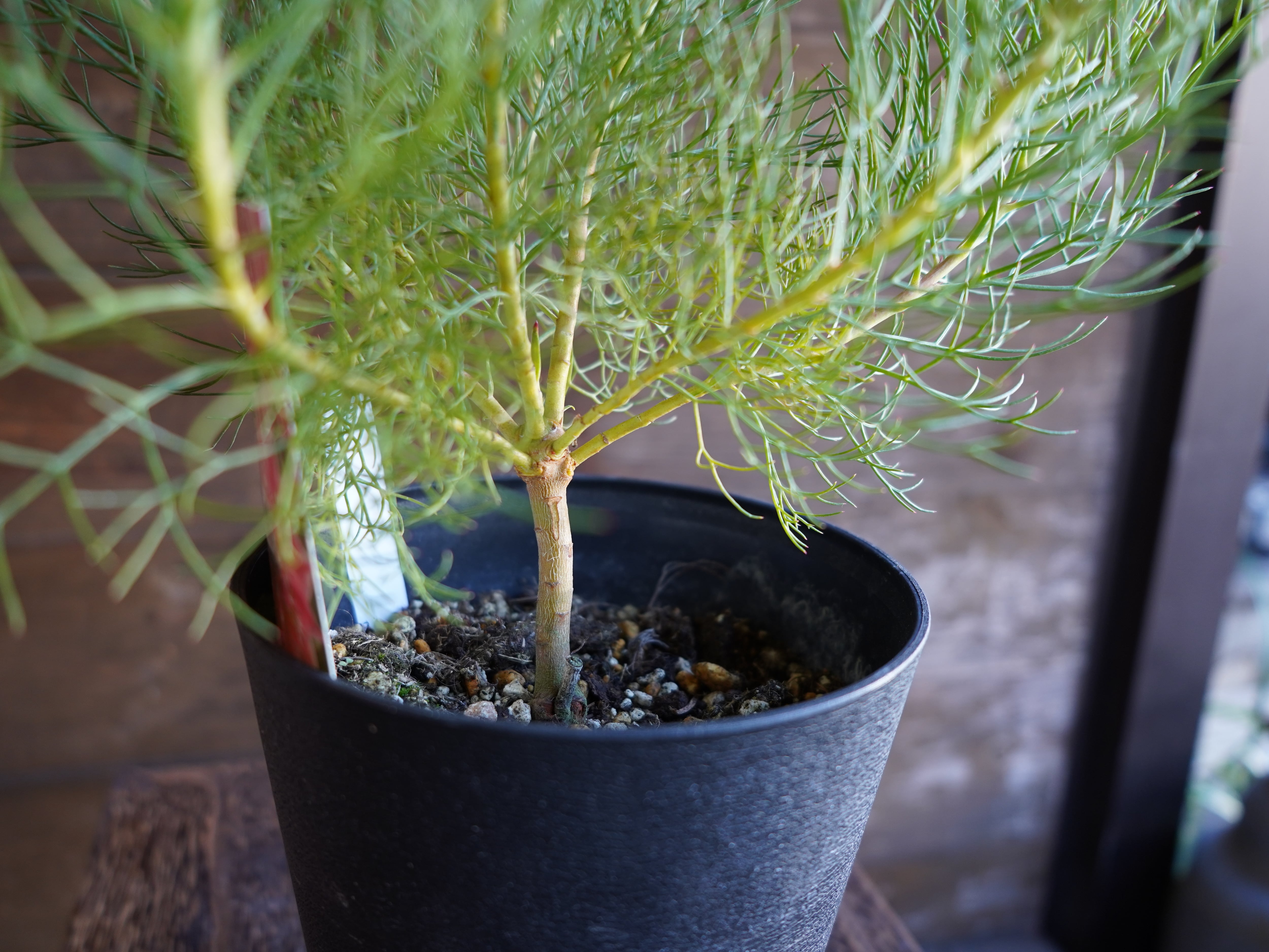 【現物】セルリア　”プリティピンク”　A