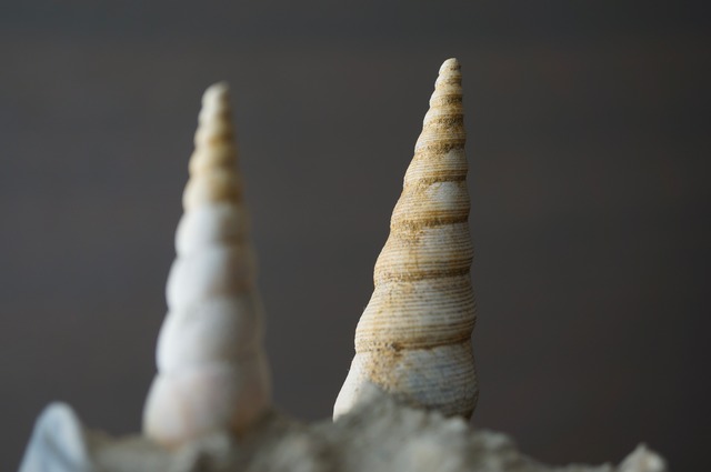 フランス産巻貝/二枚貝化石 Gastropod Fossil 2425