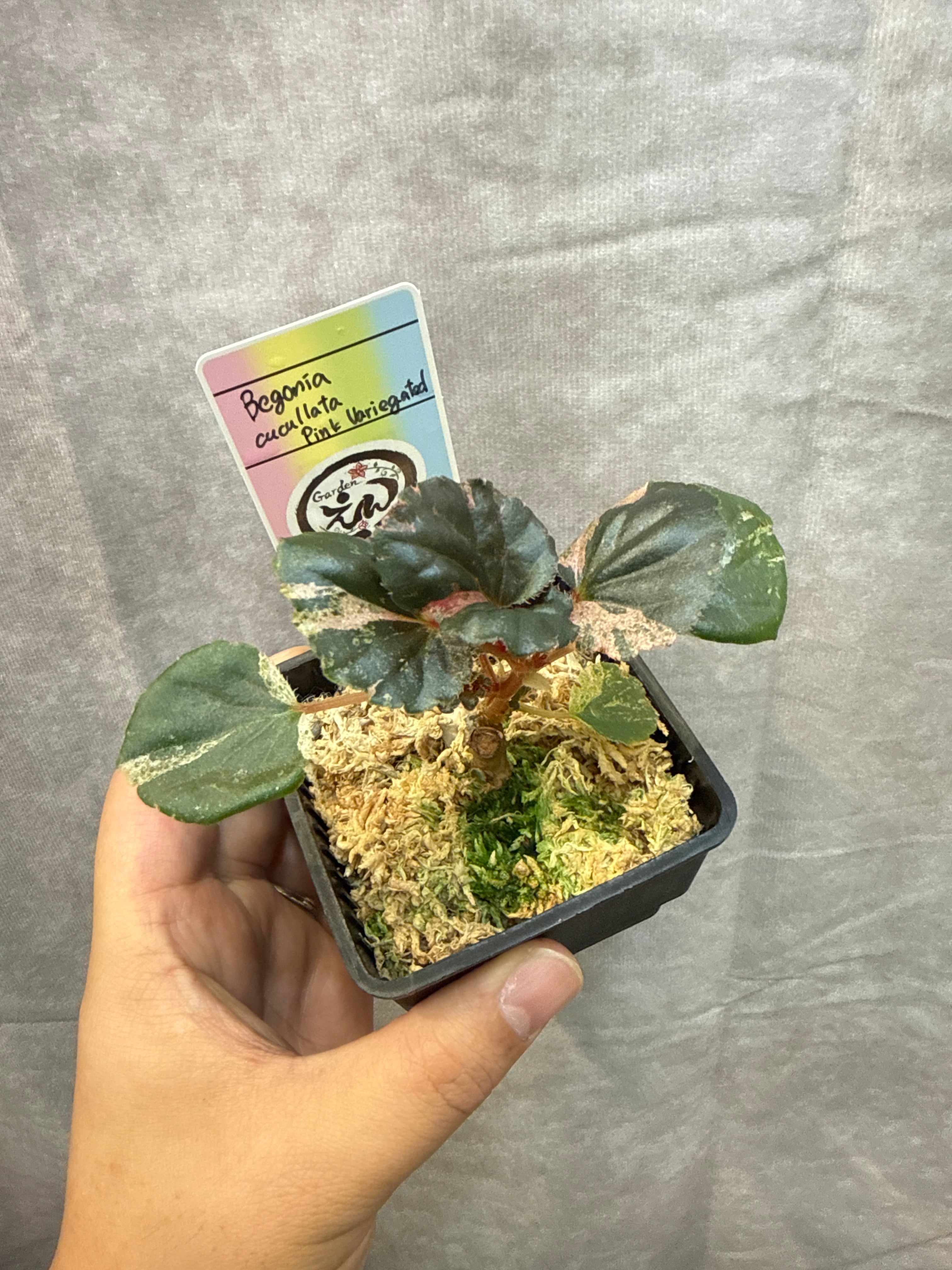 Begonia cucullata pink variegated / ククラータピンク斑入り