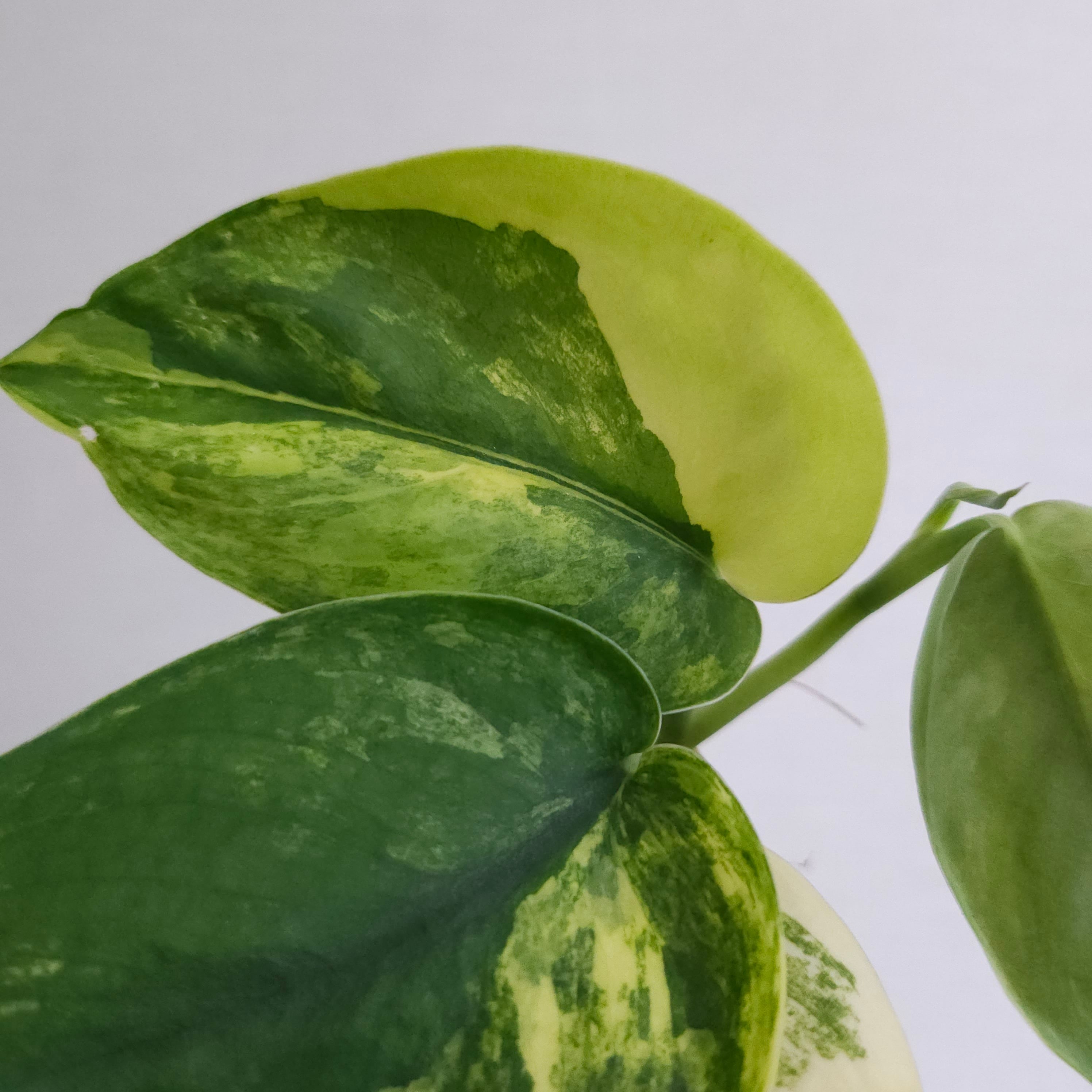 激レア　スキンダプサス　マッチャ　斑入り　バリエガータ スキンダプサス：ジェイドサテンバリエガータ 3号ポット の通販 | 園芸