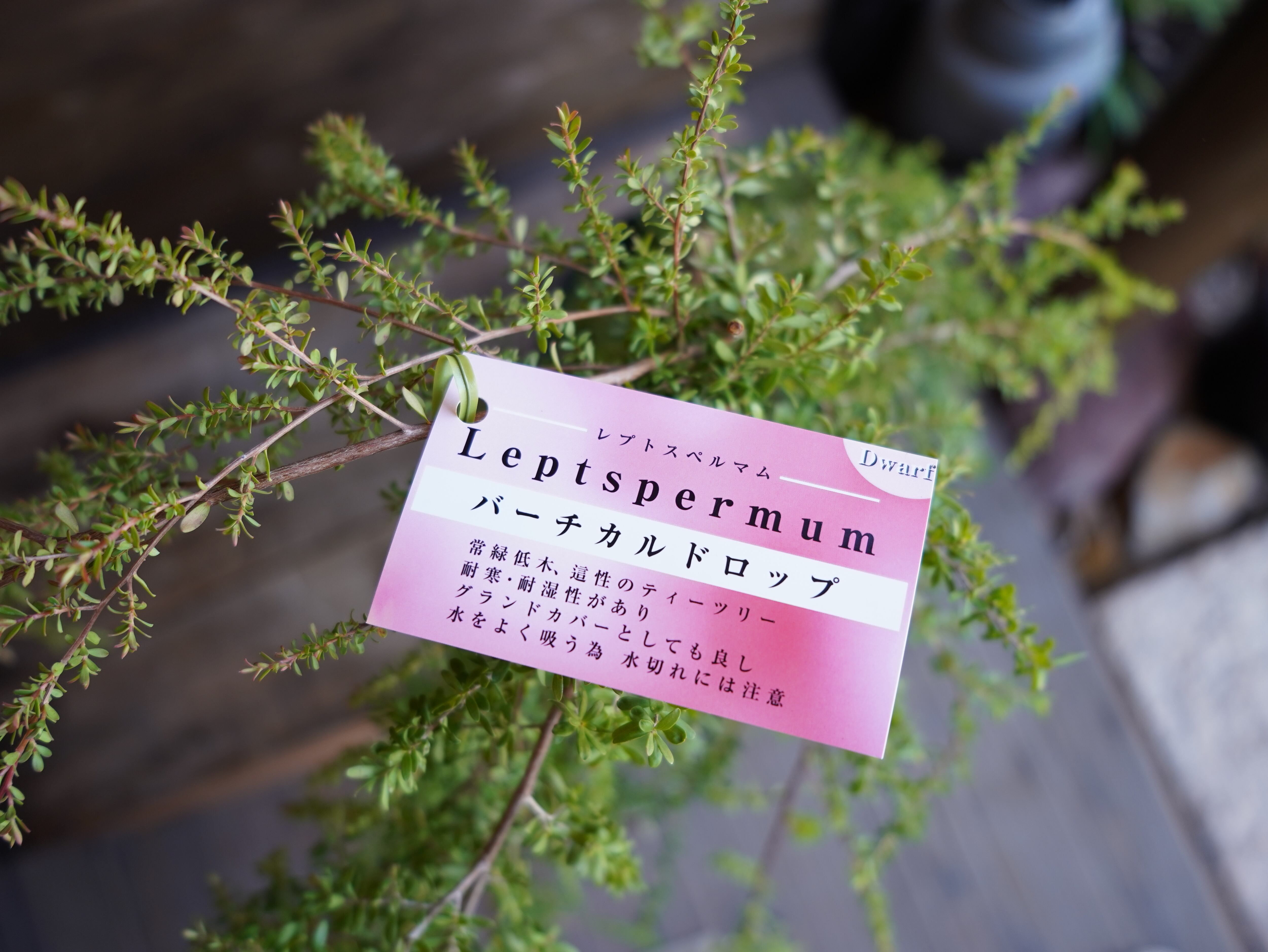 【現物】レプトスペルマム　”バーチカルドロップ”　B