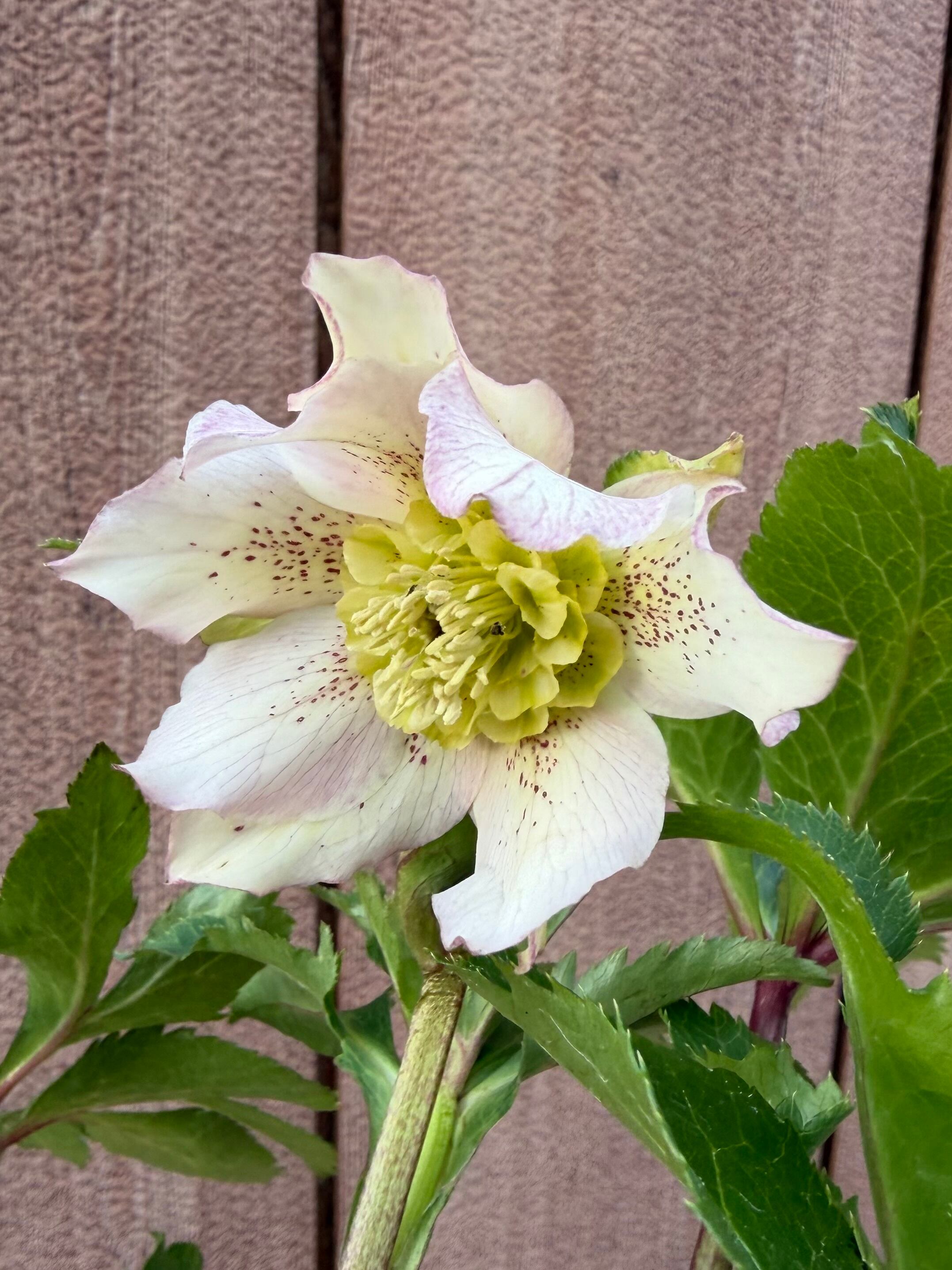 花 | あしかがフラワーパーク