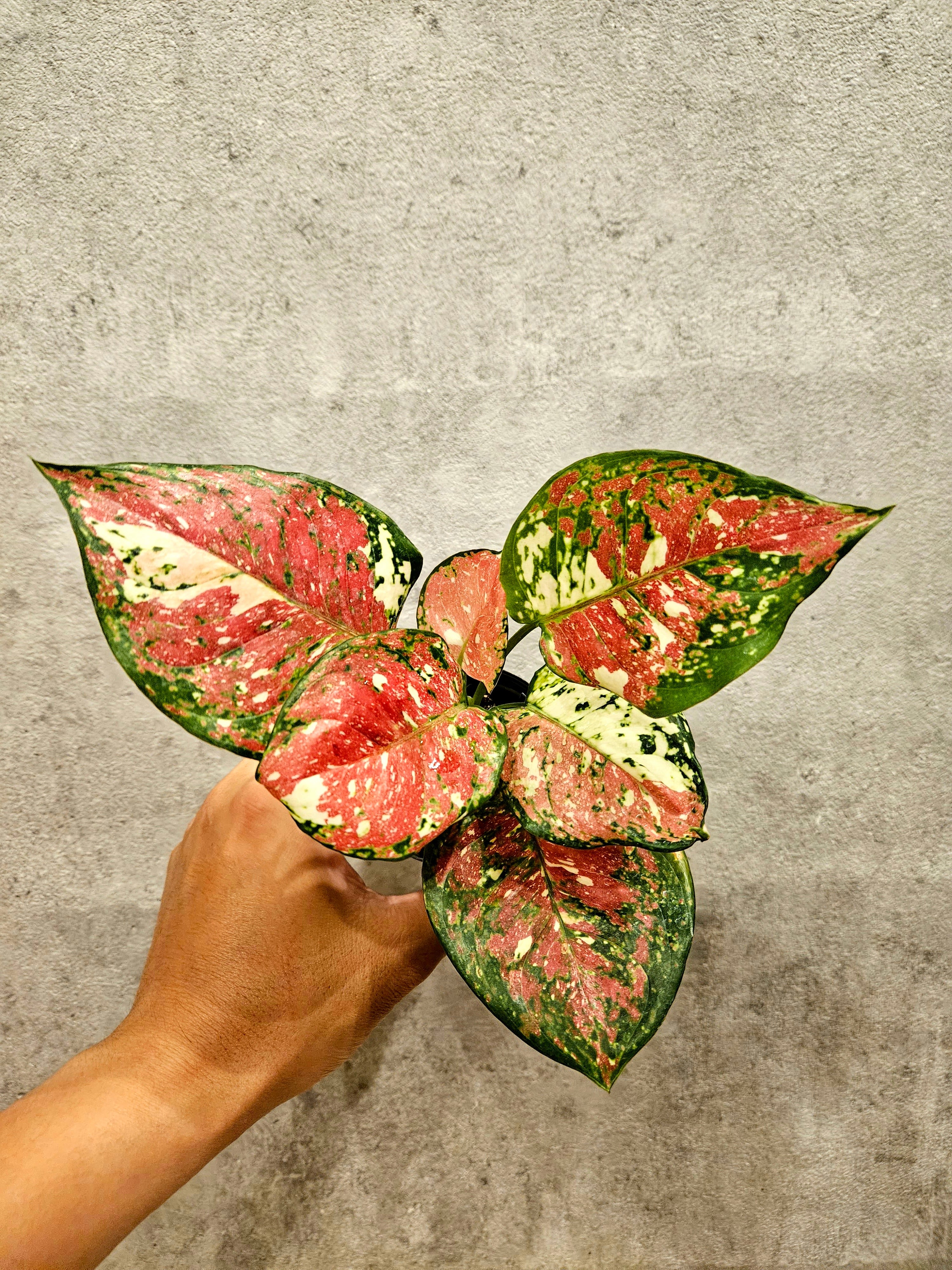 Aglaonema Unyamanee Tricolor アグラオネマ アンヤマニー トリ