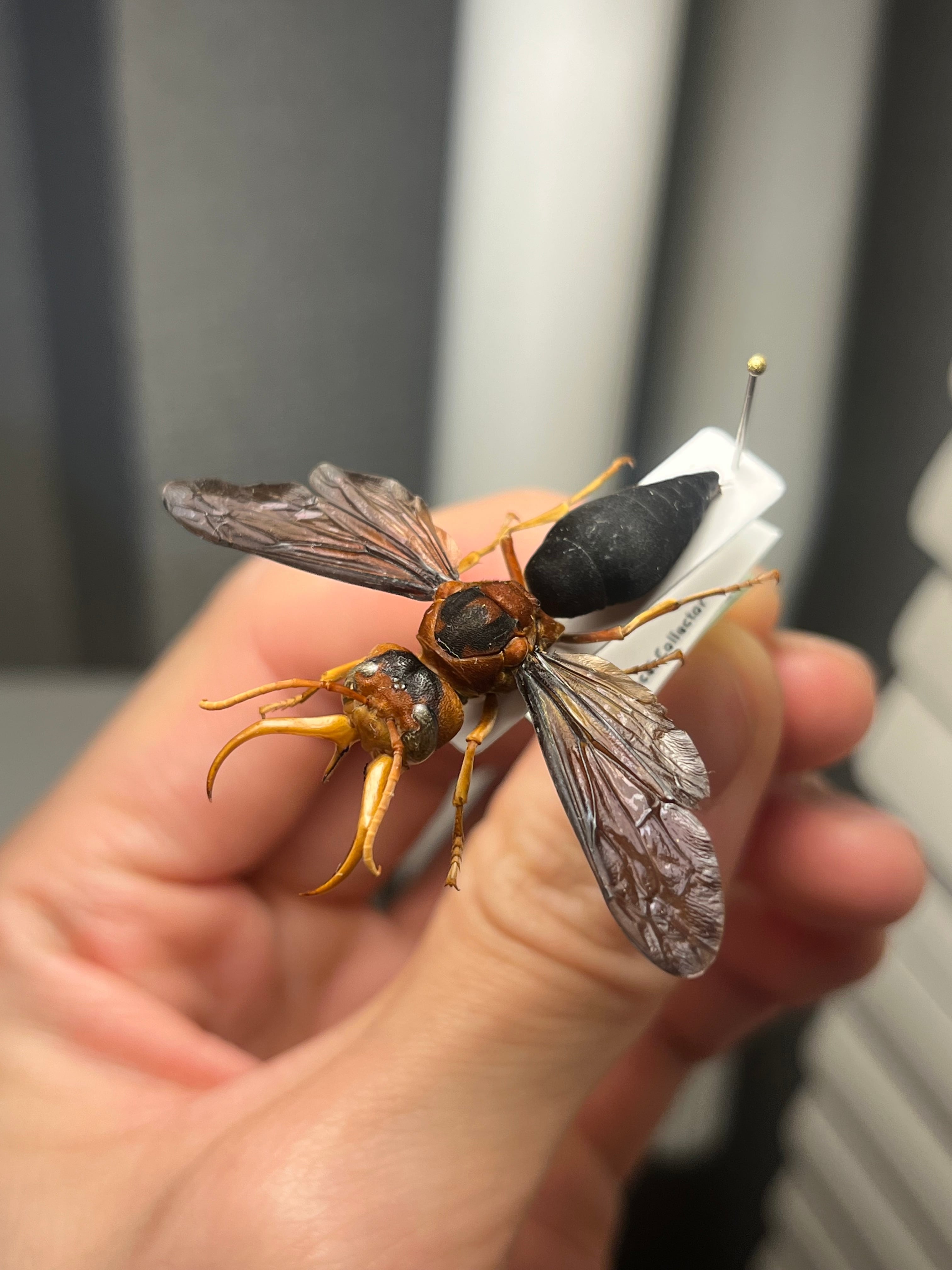 極美展足】オオキバドロバチ タランチュラホーク バードイータームカデ