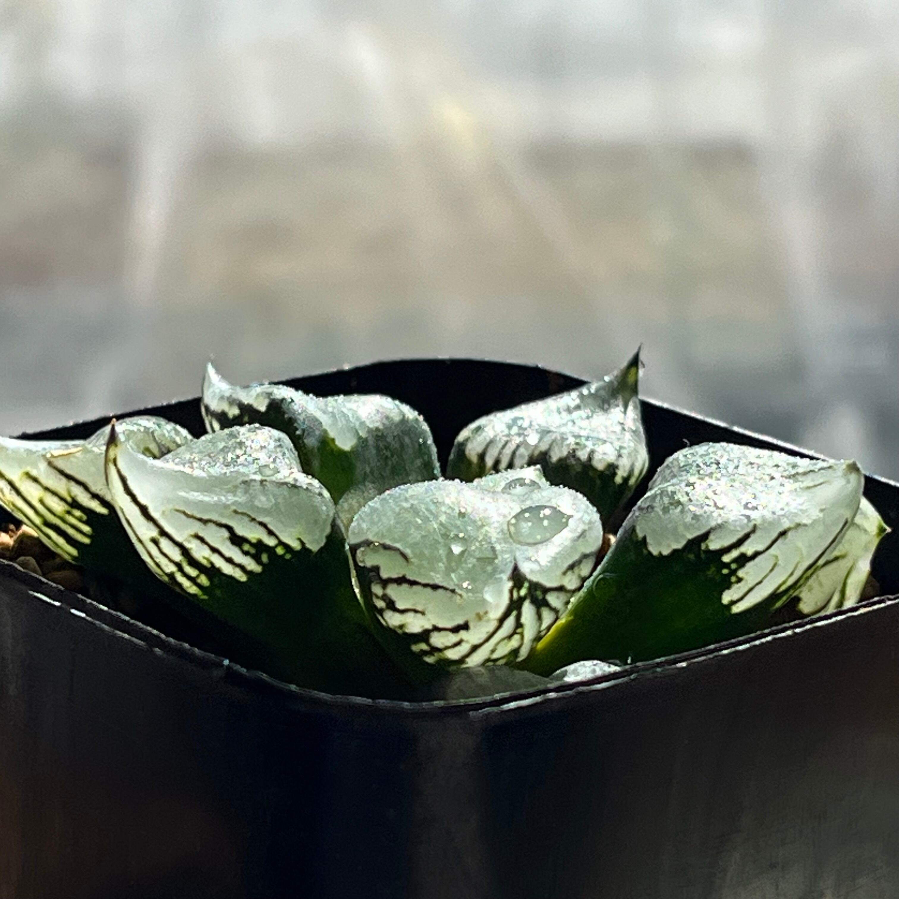 ハオルチア ブルコン般若 | mocono_plants