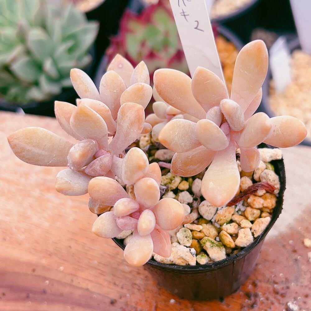 多肉植物 月下美人錦 パキフィツム 韓国苗 美苗 #パキ3 | Pay ID