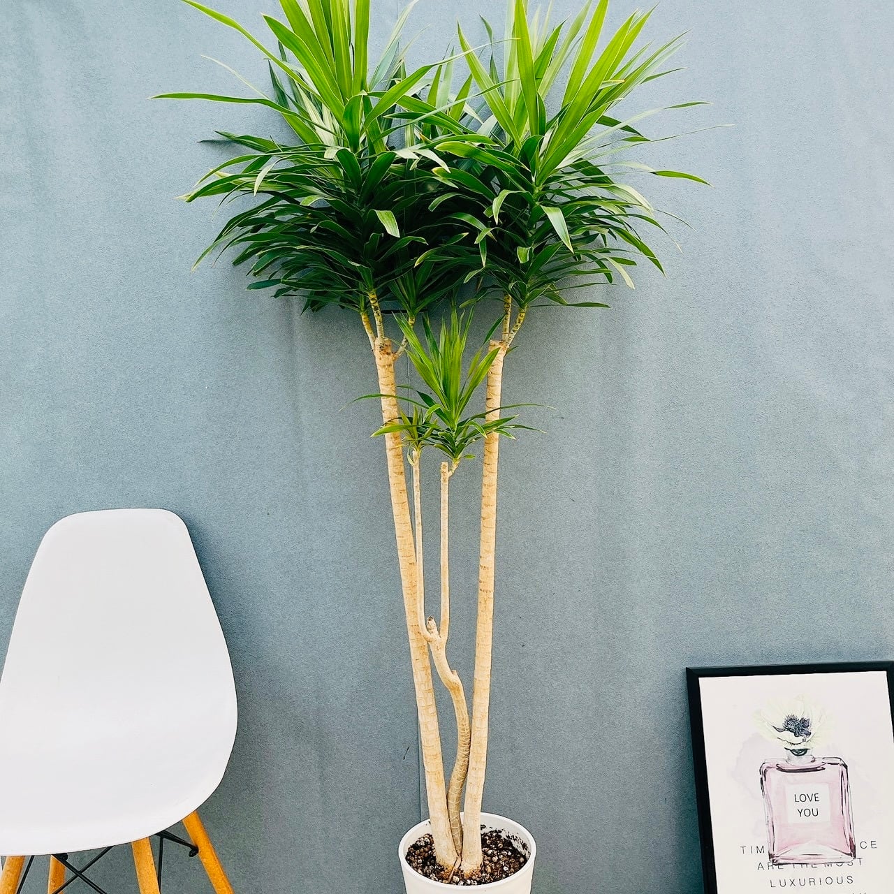 現品 アロエ メデューサ 曲がり 特大 希少 多肉植物 ドライガーデン