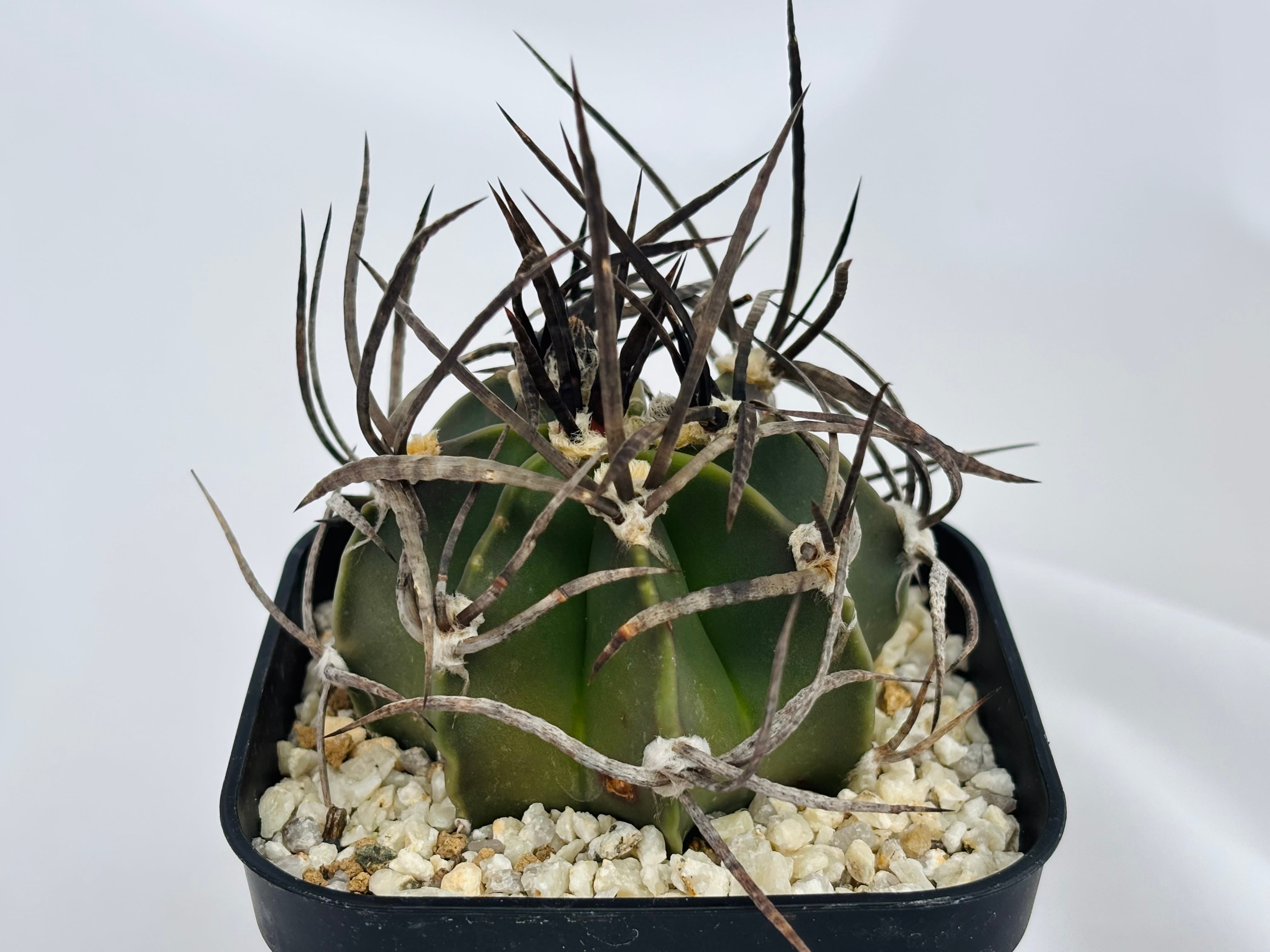 Astrophytum capricorne v. crassispinum アストロフィツム 水牛大鳳玉