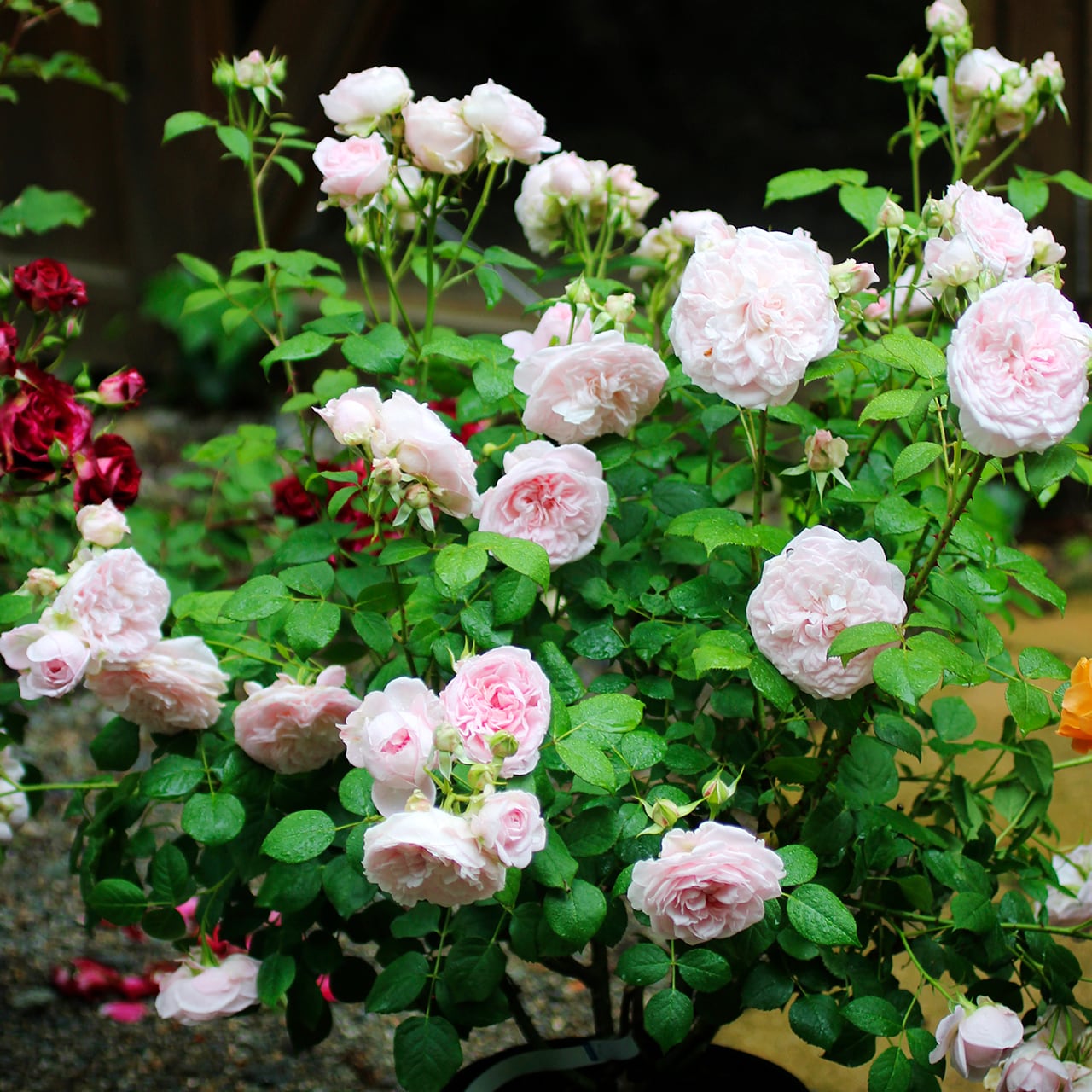 【Ezbuy公式アカウント01】【新品】フランツ　バラ　セット バラ大苗 ファルセット【大森プランツオリジナル】 ＜3月上旬発送商品