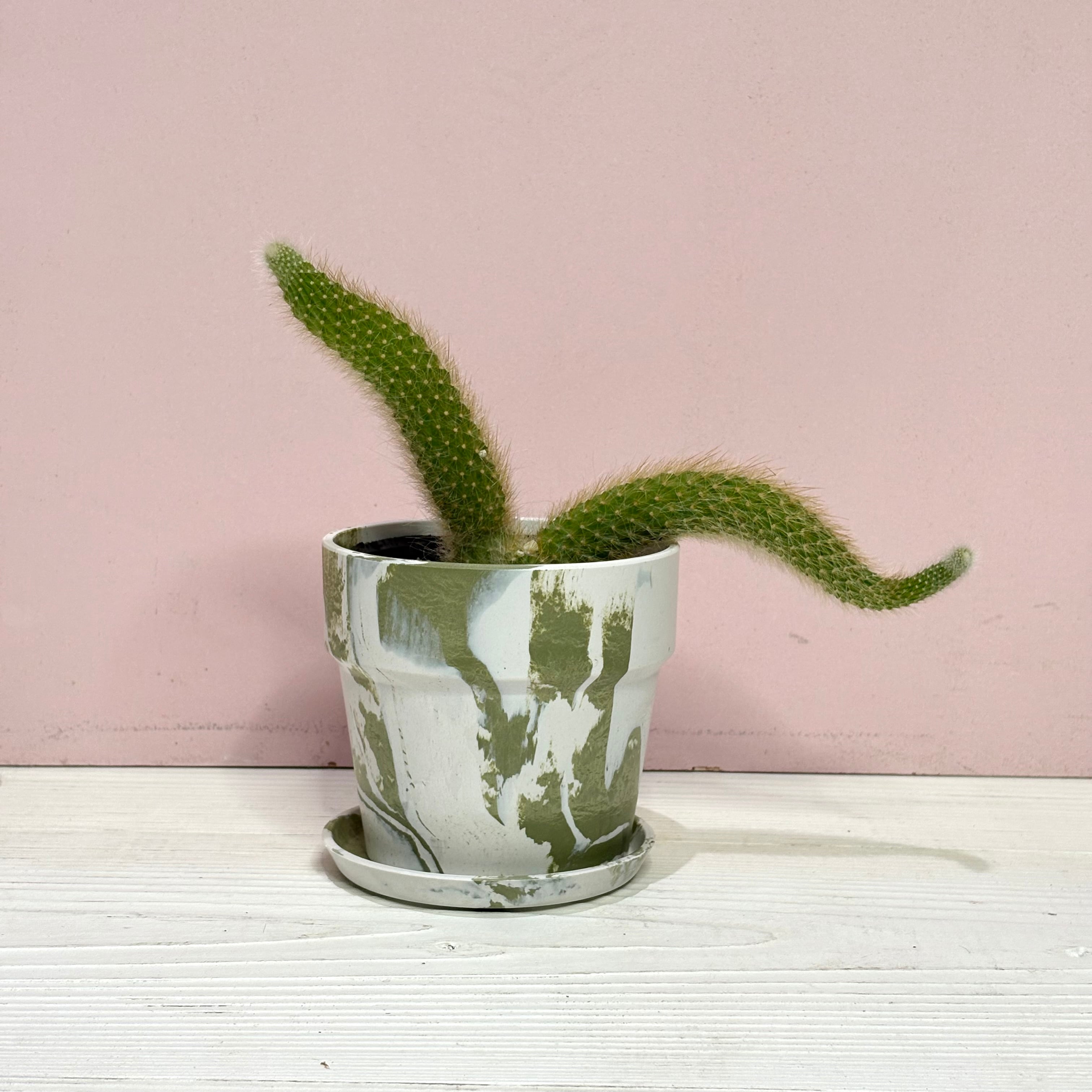 サボテン ヒルデウィンテラ・コラデモノニス アーバンプランツポット 3号 観葉植物