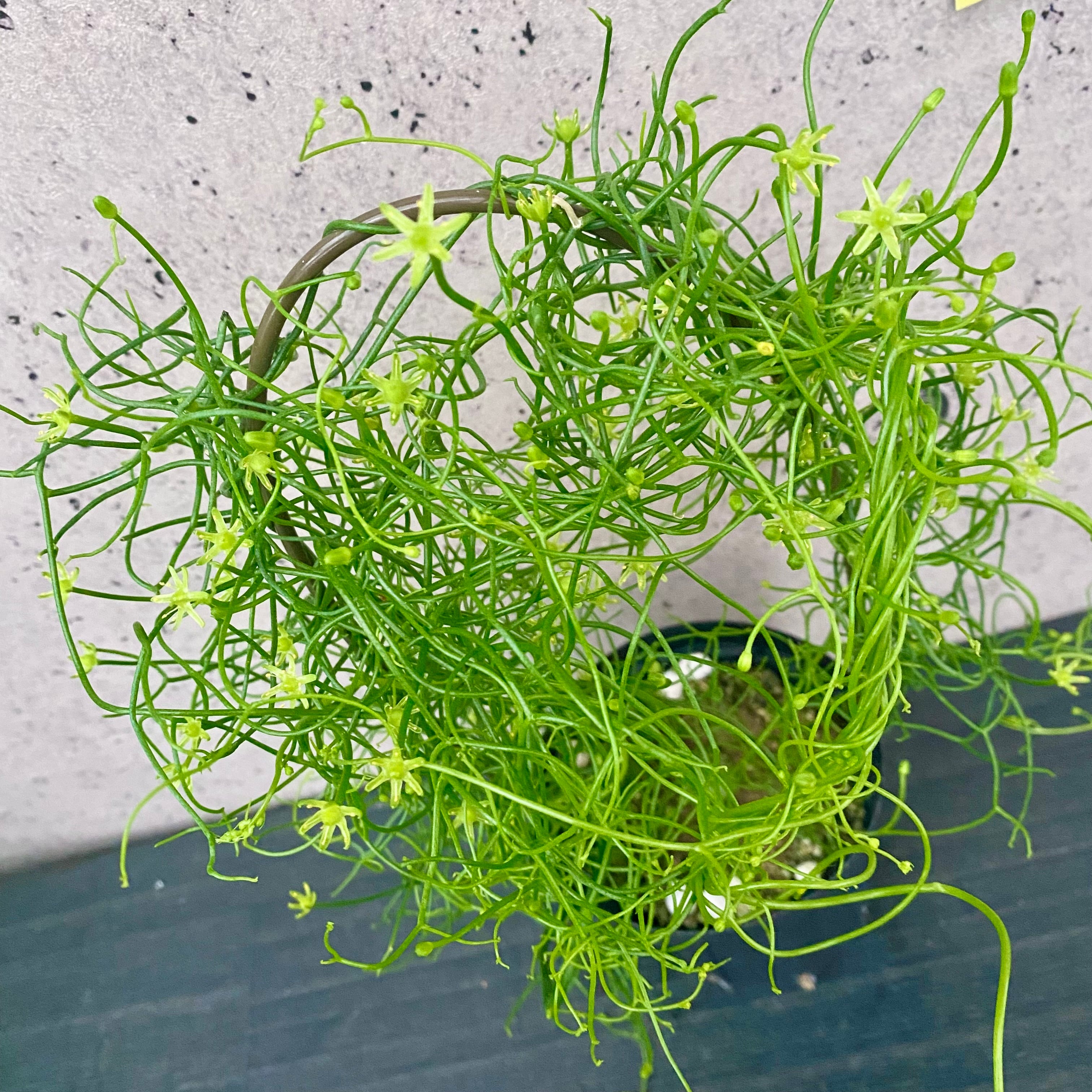 Planet Plants プラネットプランツ