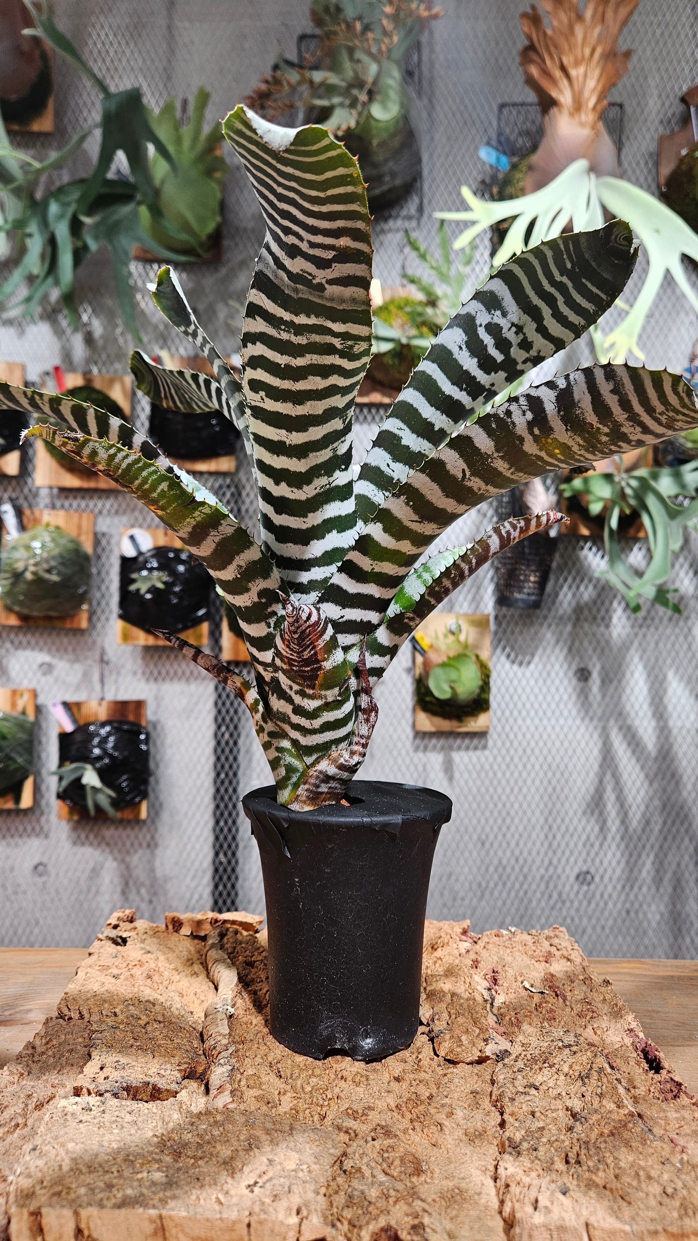 Agave desmetiana Quick Silver【artPLANTs】アガベ/Agabe | artPLANTs