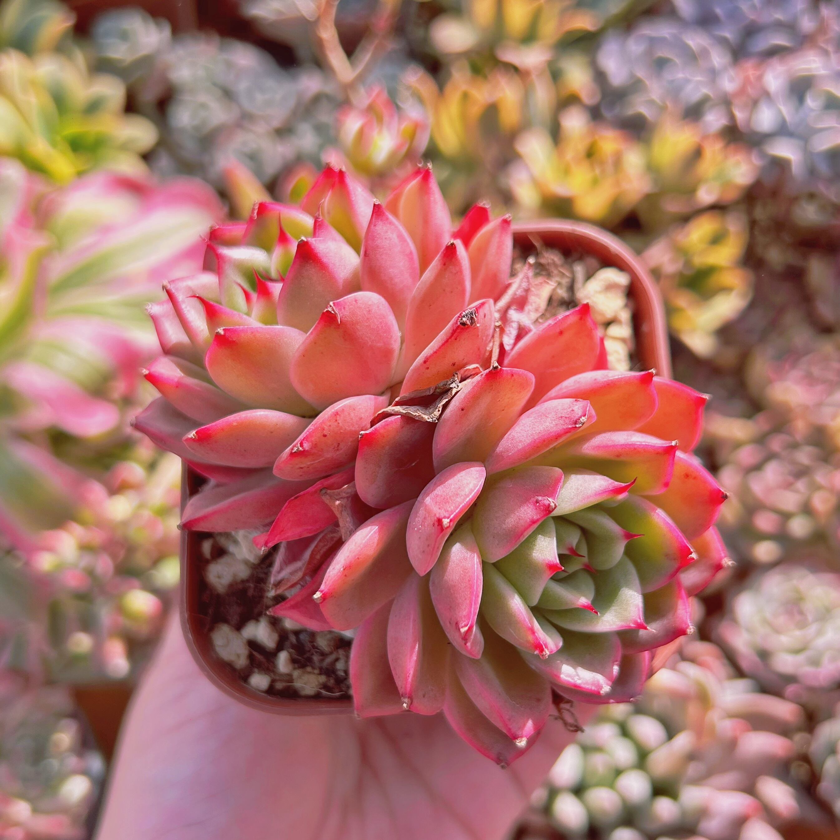 #033現物　多肉植物　新品種　スターバックス