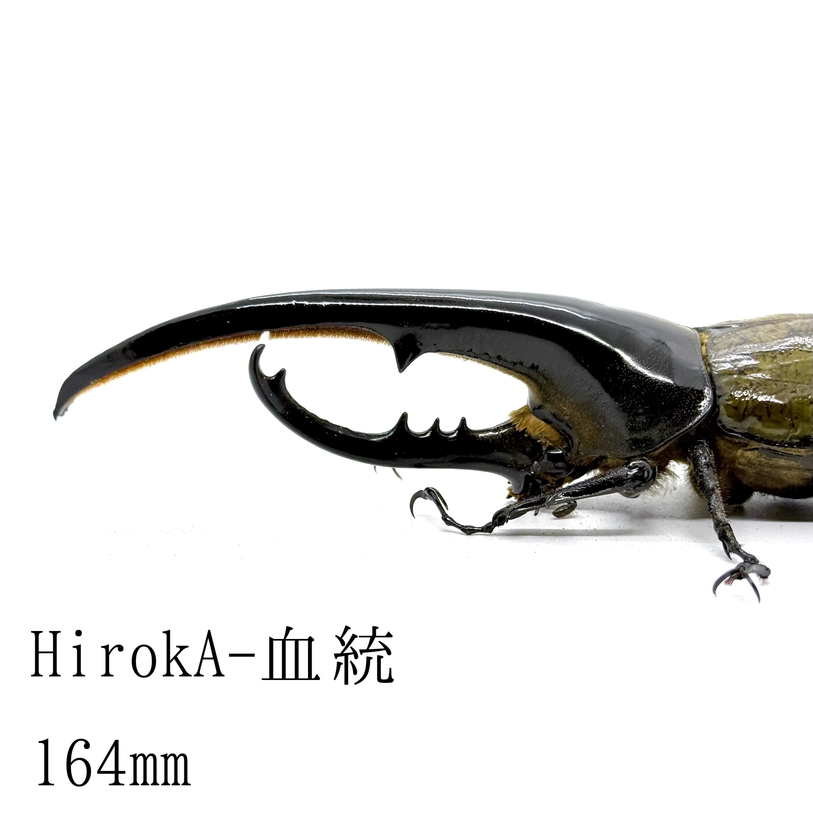 165ミリ　ヘラクレスオオカブト オス　標本用 ヘラクレスオオカブトオス♂ | HERCULES-TOKYO