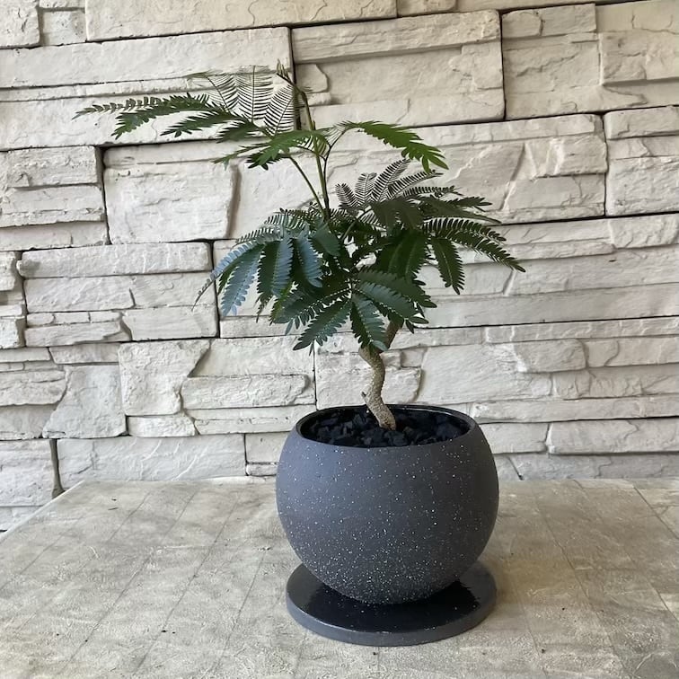 観葉植物】エバーフレッシュの鉢植え | 橋本種苗園