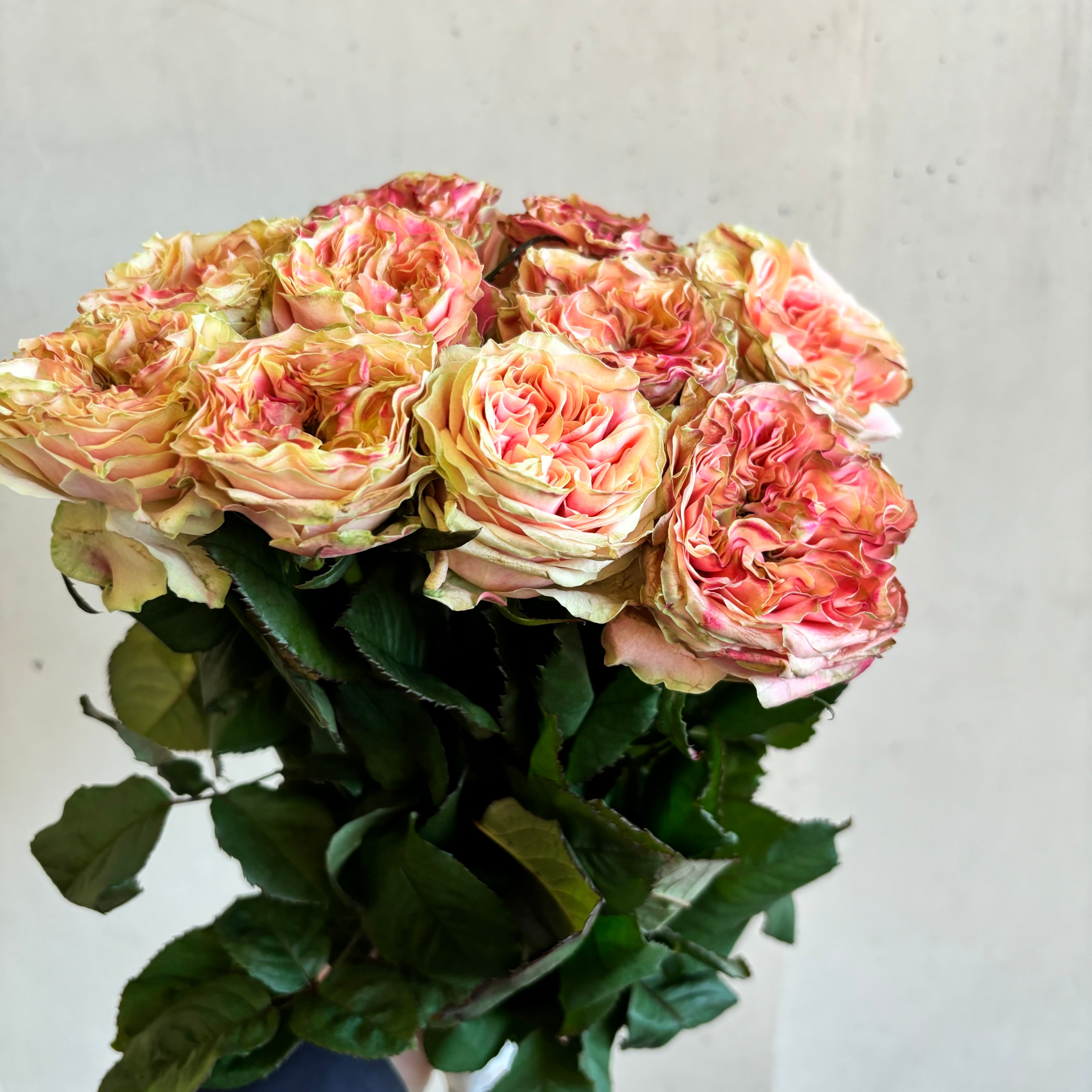 FINEROSE ☆バラ 品種名：スプラッシュアイ | 新鮮お花問屋 Jp