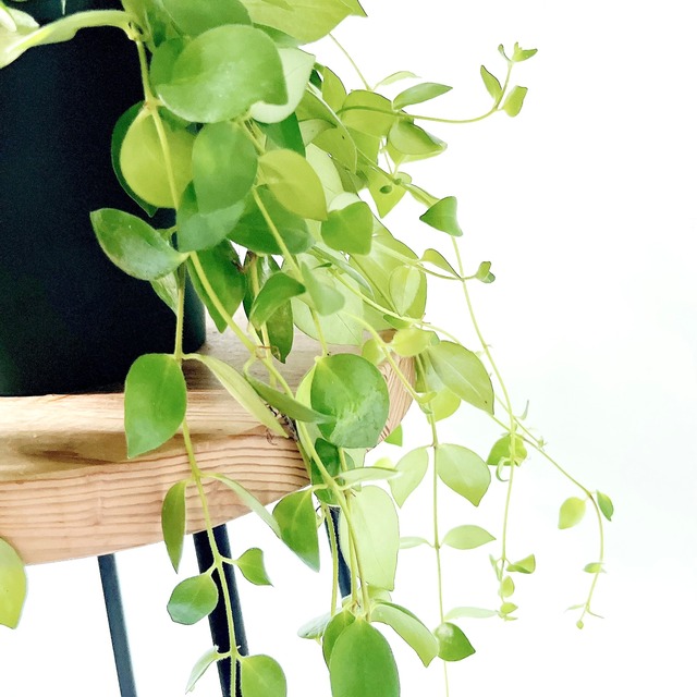 エスキナンサス トリコロール ロングサイズ 観葉植物 calm cafe