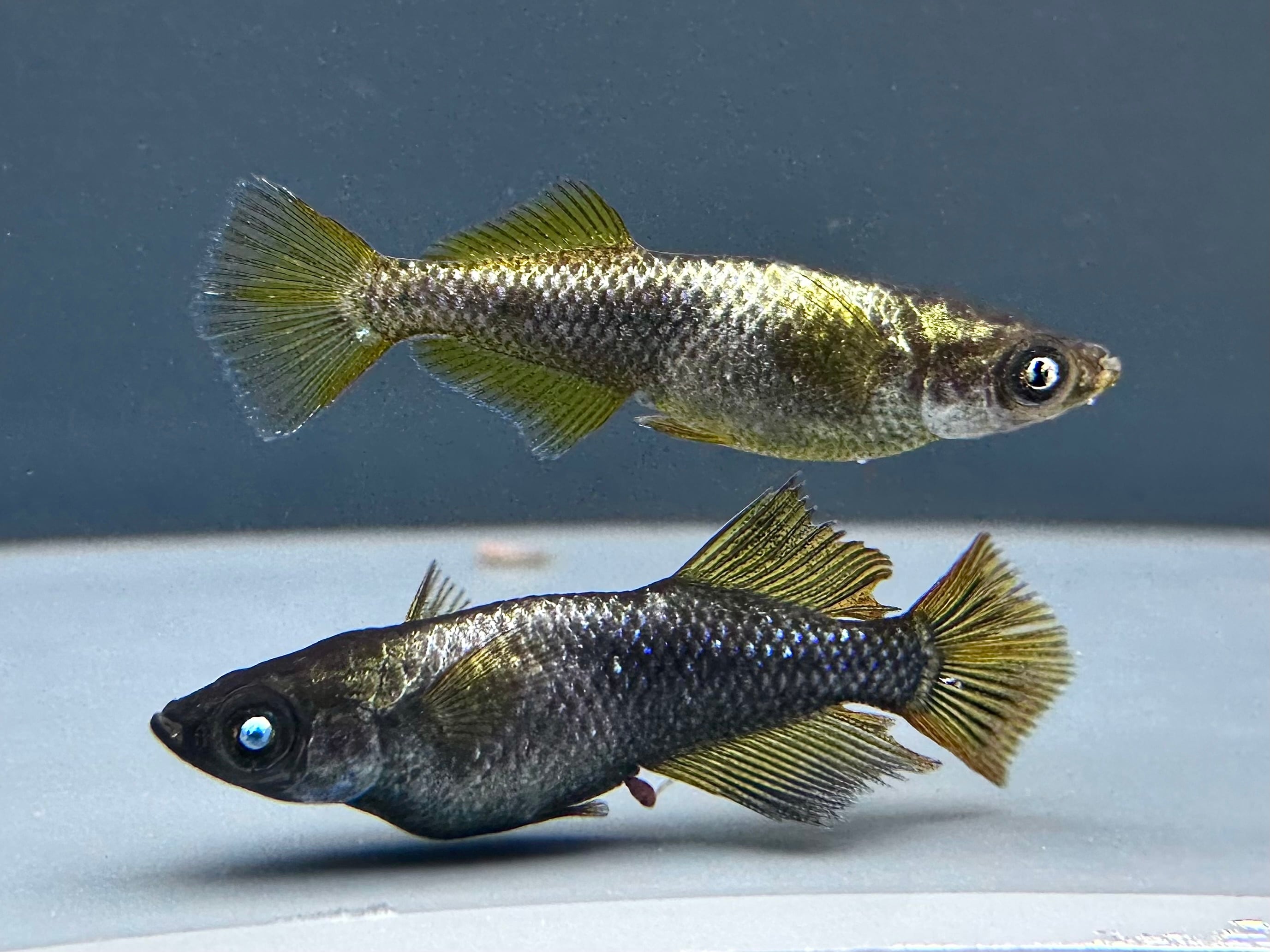 西郷メダカ様ブリード 橙 1ペア