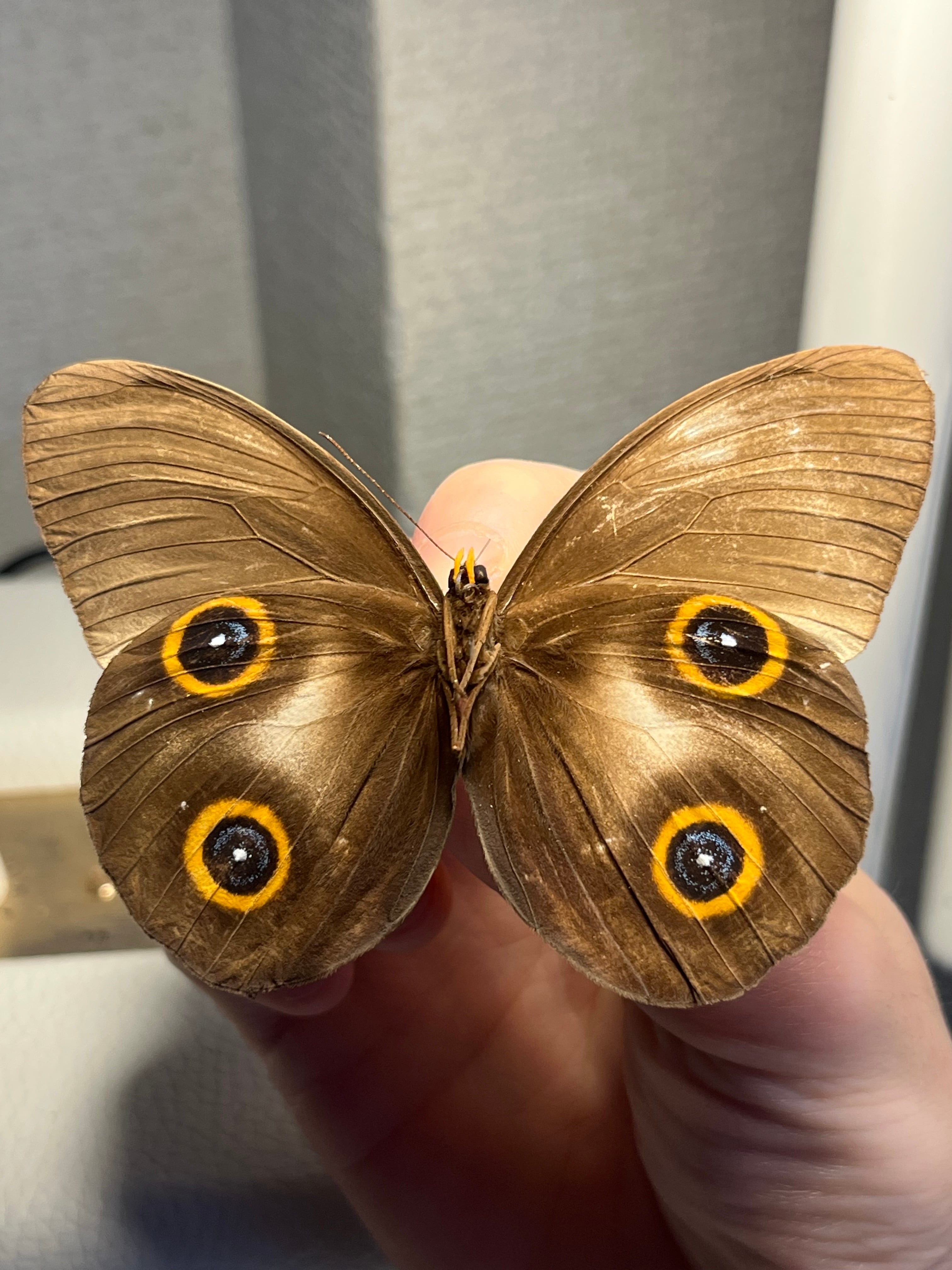 メダマチョウの一種 蝶標本 外国産蝶標本 Morpho ベニスカシジャノメ