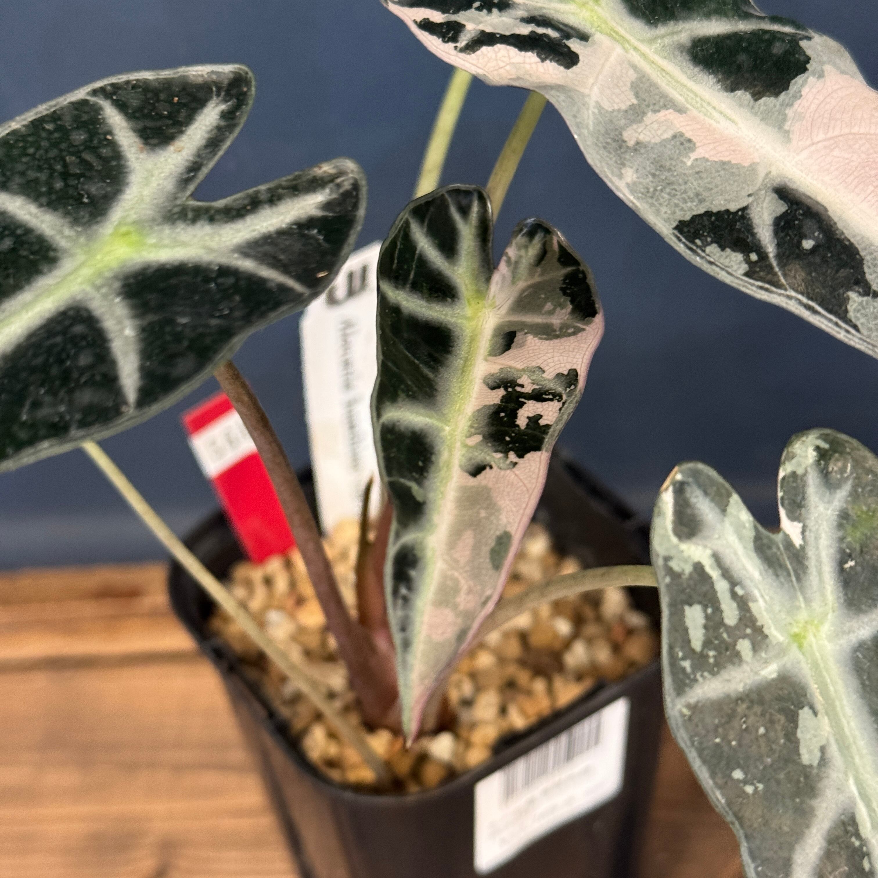 アロカシア バンビーノ バリエガータ【564】 | PROTOLEAF プロトリーフ