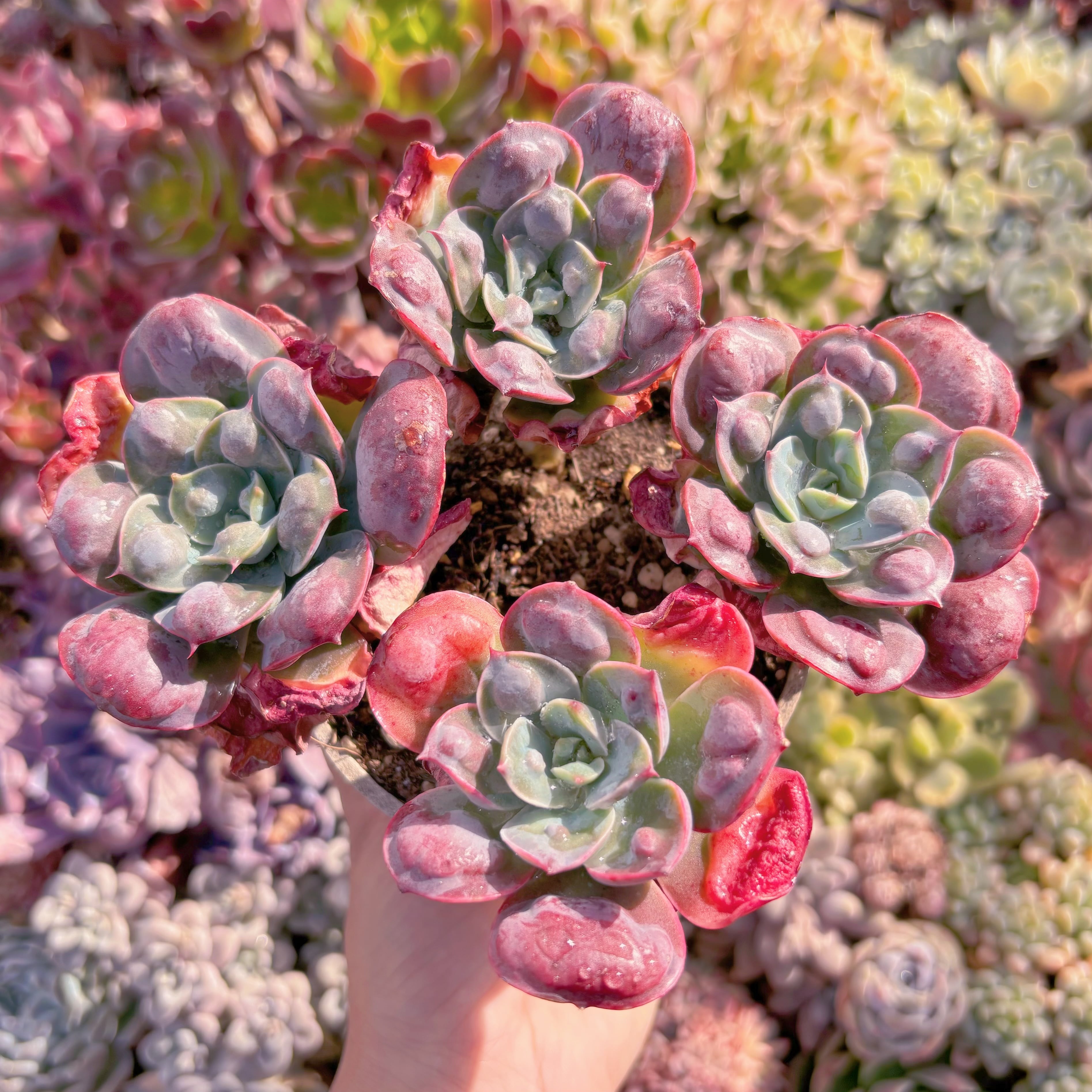 現品　ビヨンセ#238　大群生　るる農園