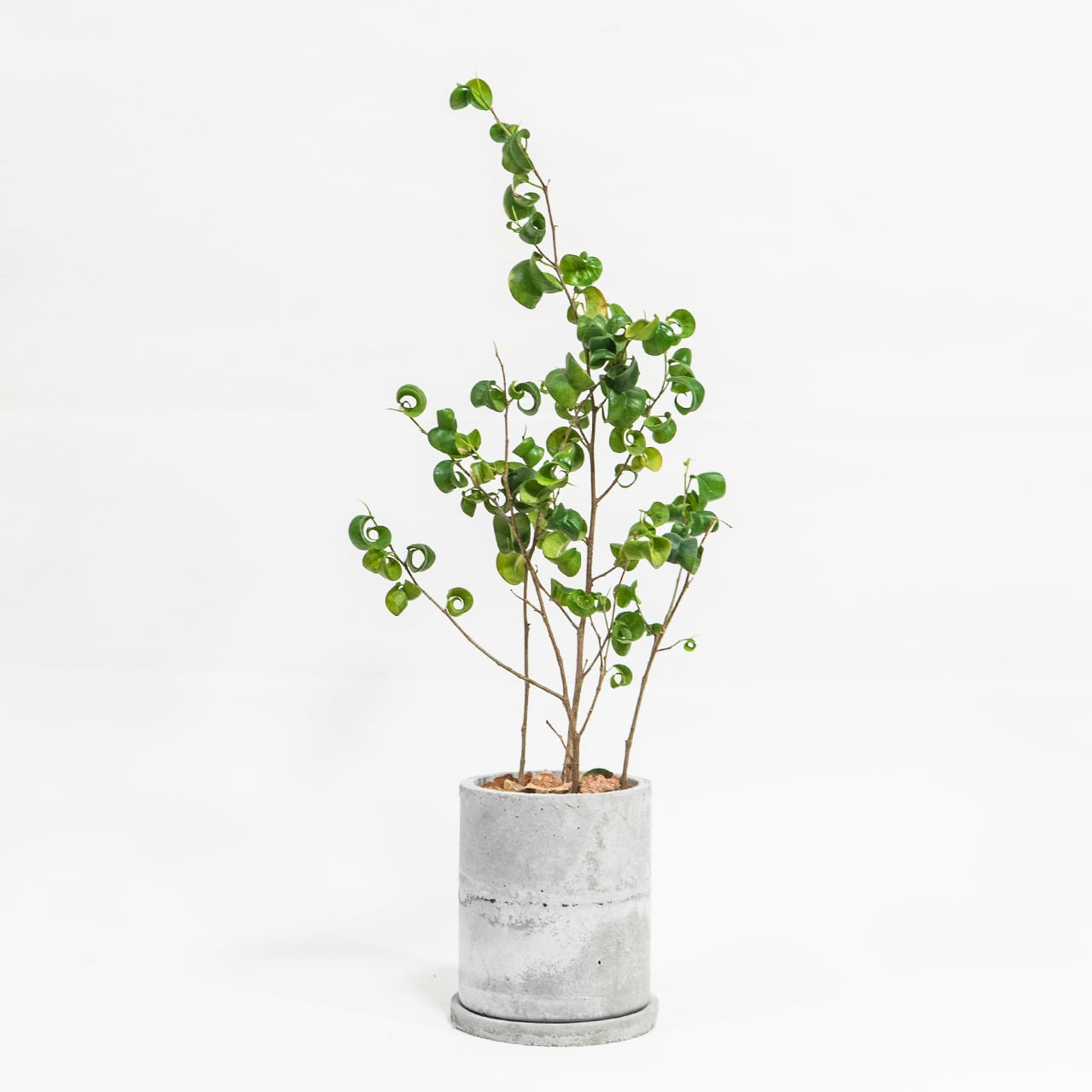 ベンジャミン・バロック おしゃれ部屋に映える渦巻き葉の観葉植物 モルタル鉢