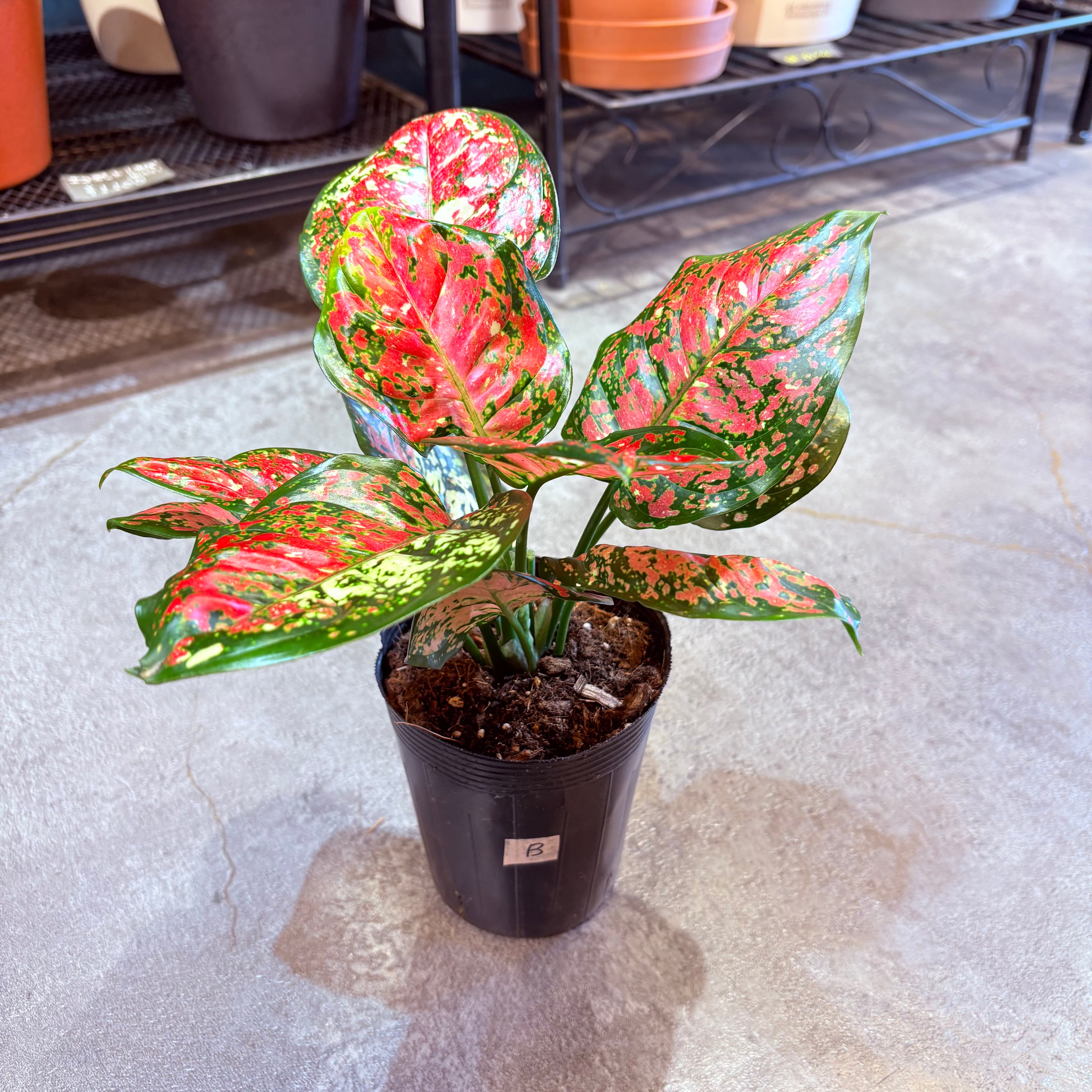 アグラオネマ アンヤマニートリカラー 3.5号 B | Green Vibes 宇都宮市