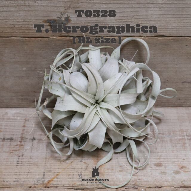 【送料無料】キセログラフィカXL〔エアプランツ〕現品発送T0328