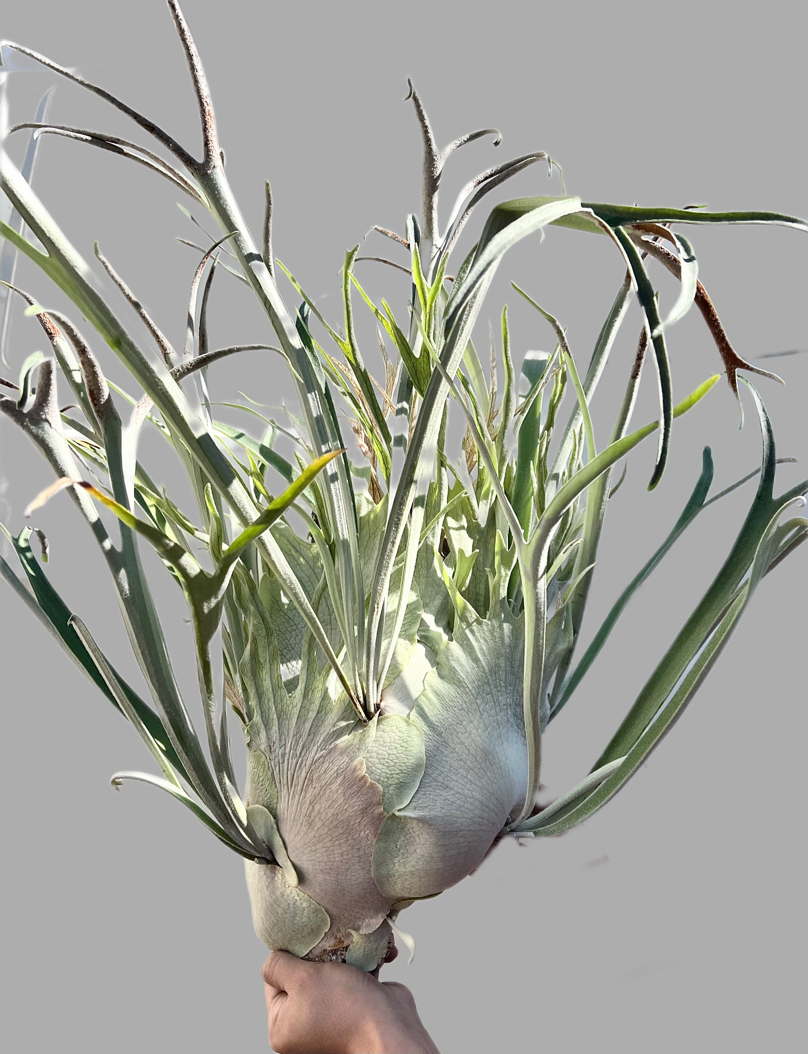 c) P. hillii 'Rod Pattison' (RP) spore grown ①ビカクシダ ヒリー